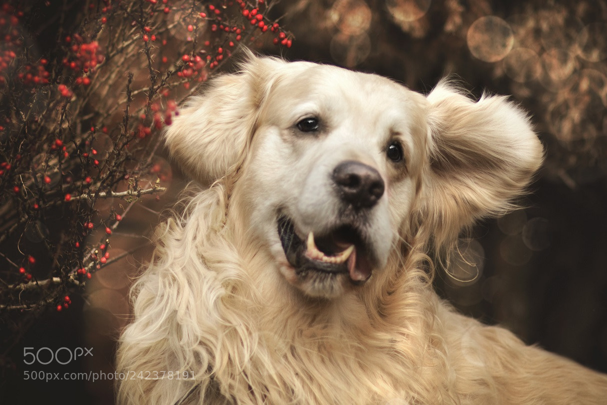Canon EOS 750D (EOS Rebel T6i / EOS Kiss X8i) sample photo. Golden morsik :) photography