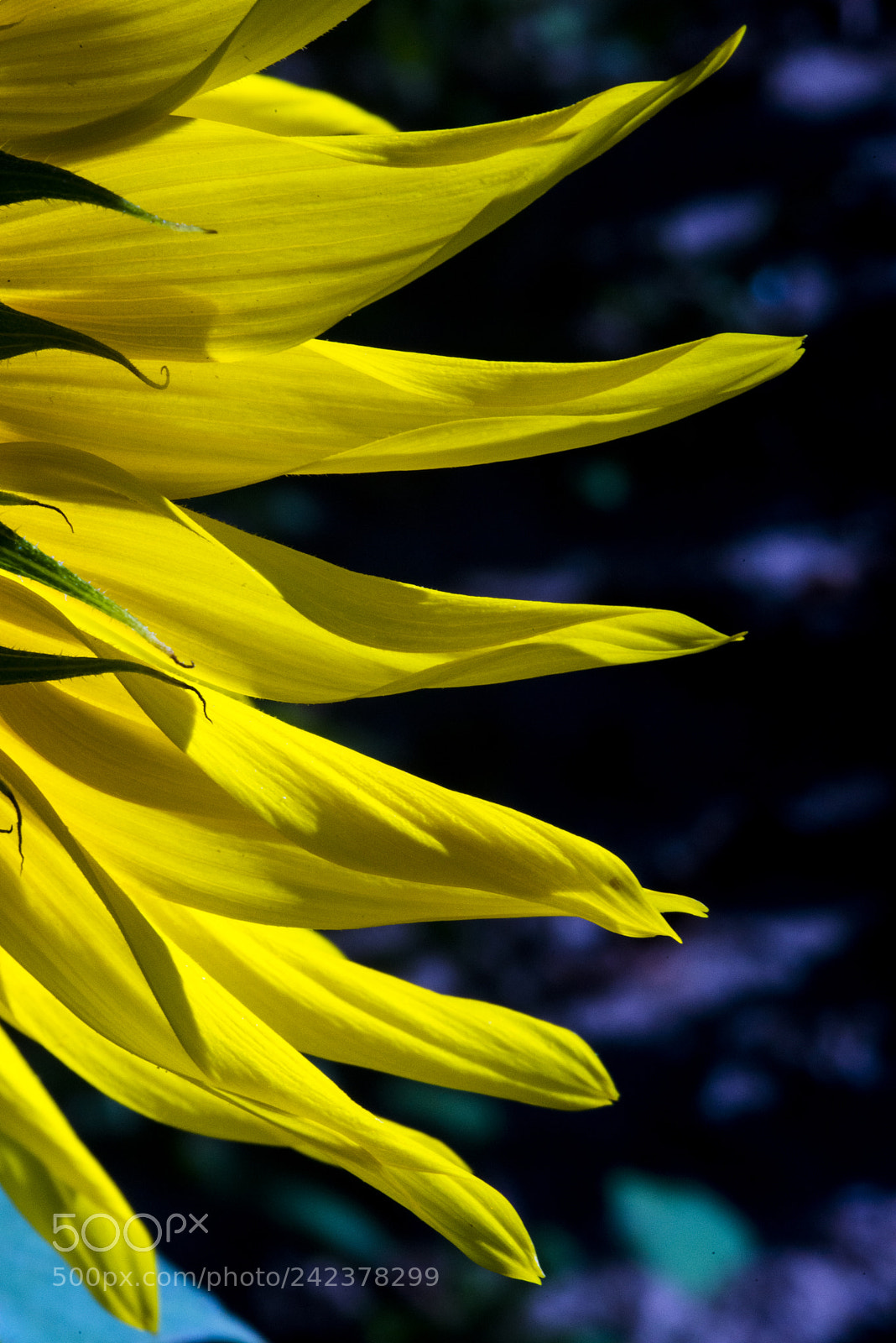 Nikon D600 sample photo. Sunflower petals photography