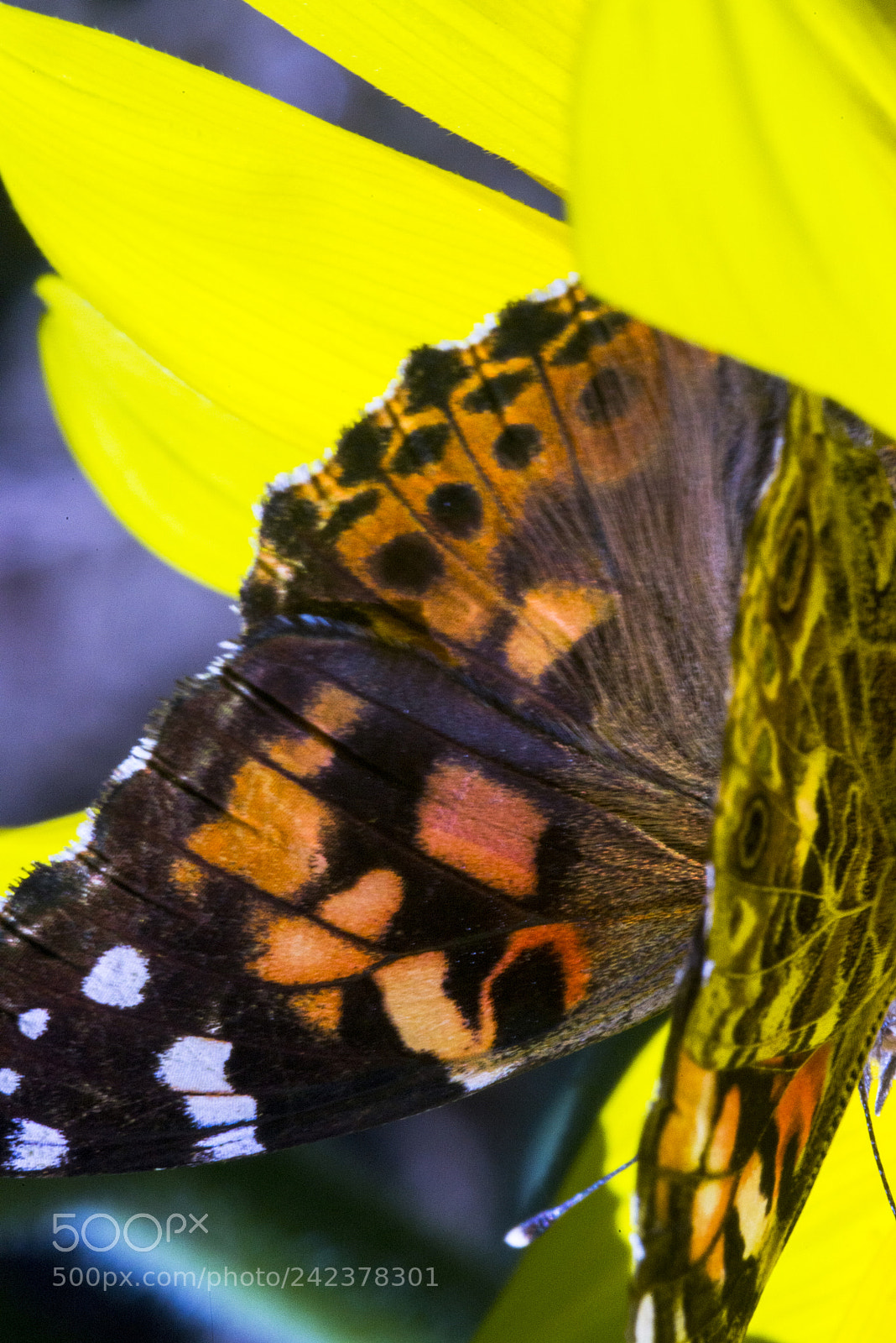 Nikon D600 sample photo. Sunflower moth photography