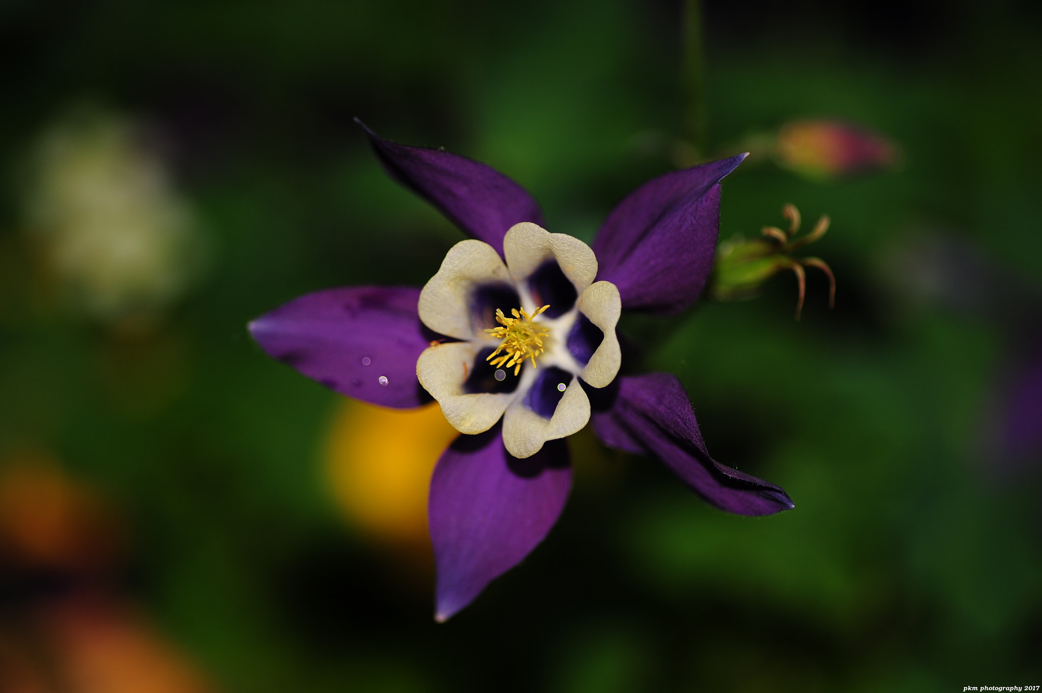 Nikon D700 sample photo. Aquilegia photography