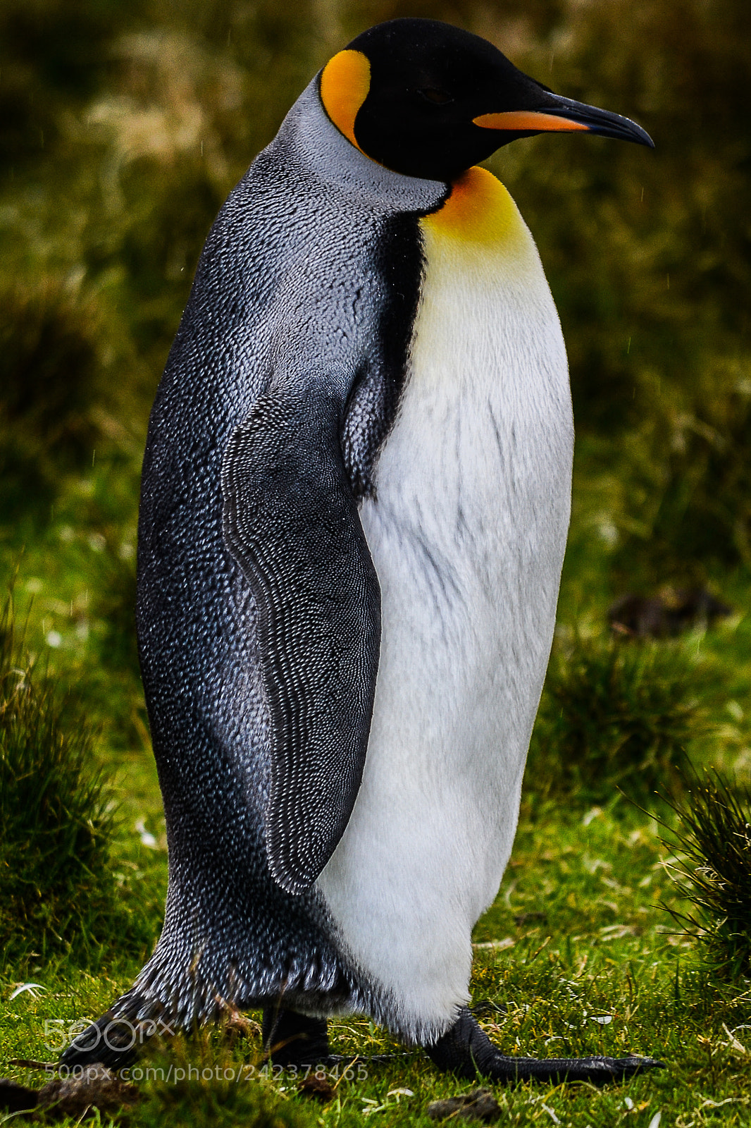 Nikon D3100 sample photo. Islas malvinas photography