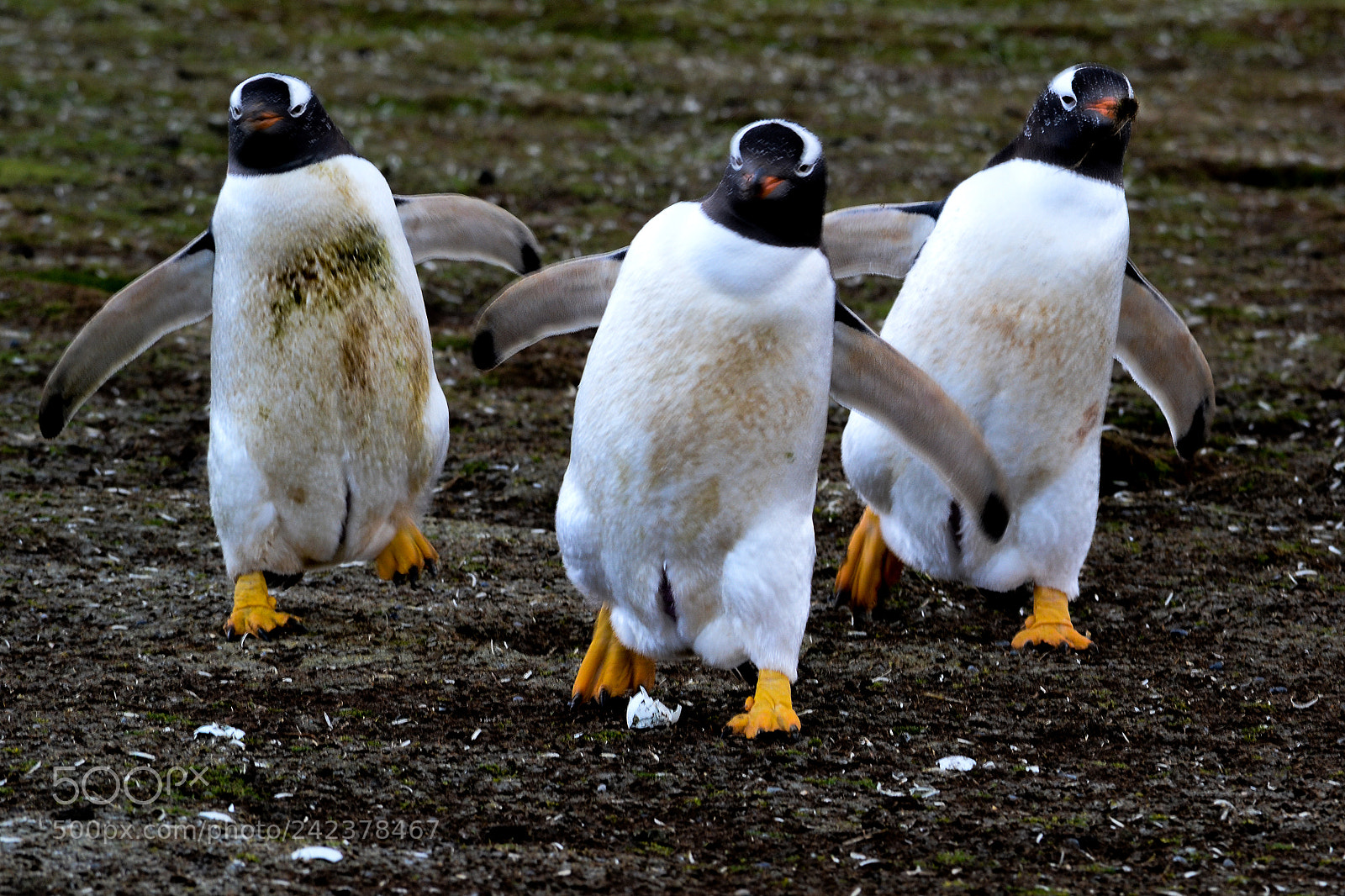 Nikon D3100 sample photo. Islas malvinas photography