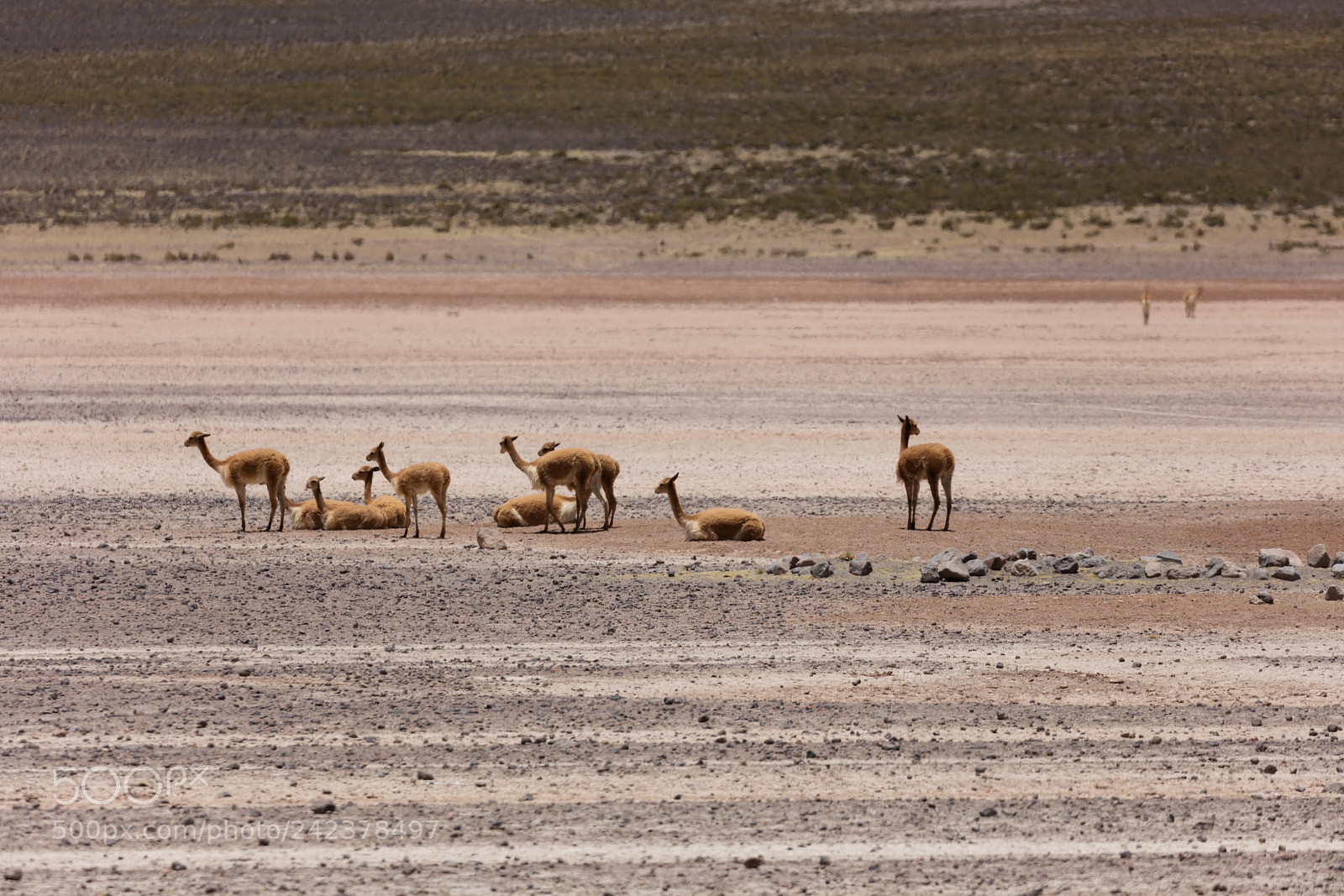 Canon EOS 5DS R sample photo. Lama vikunja (vicugna vicugna) photography