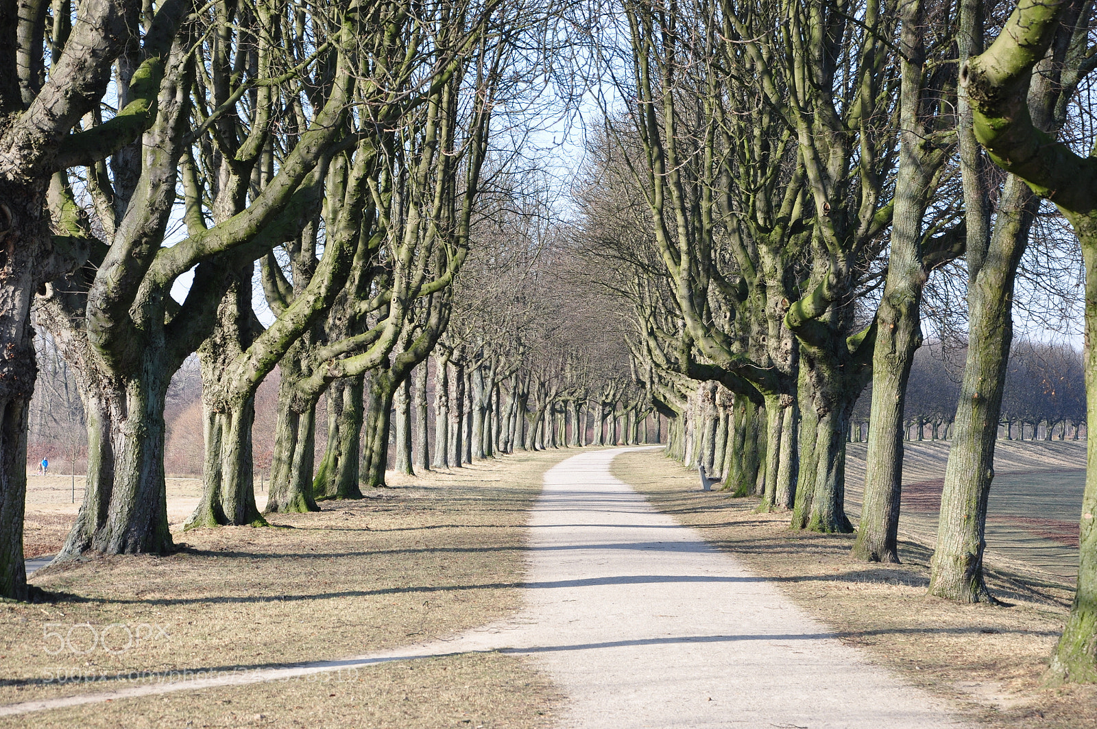 Nikon D90 sample photo. Walk along the avenue photography