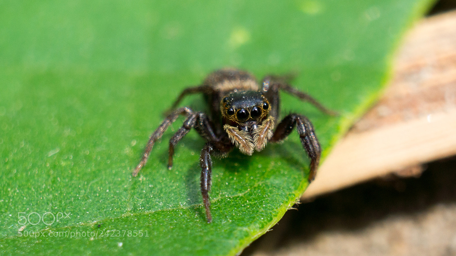 Sony Alpha NEX-5N sample photo. Spider photography
