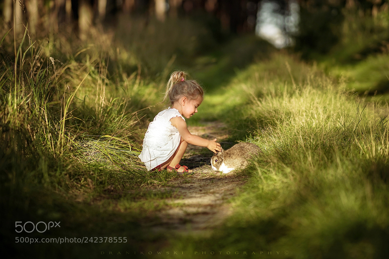 Sony a7 sample photo. Meeting with a rabbit photography