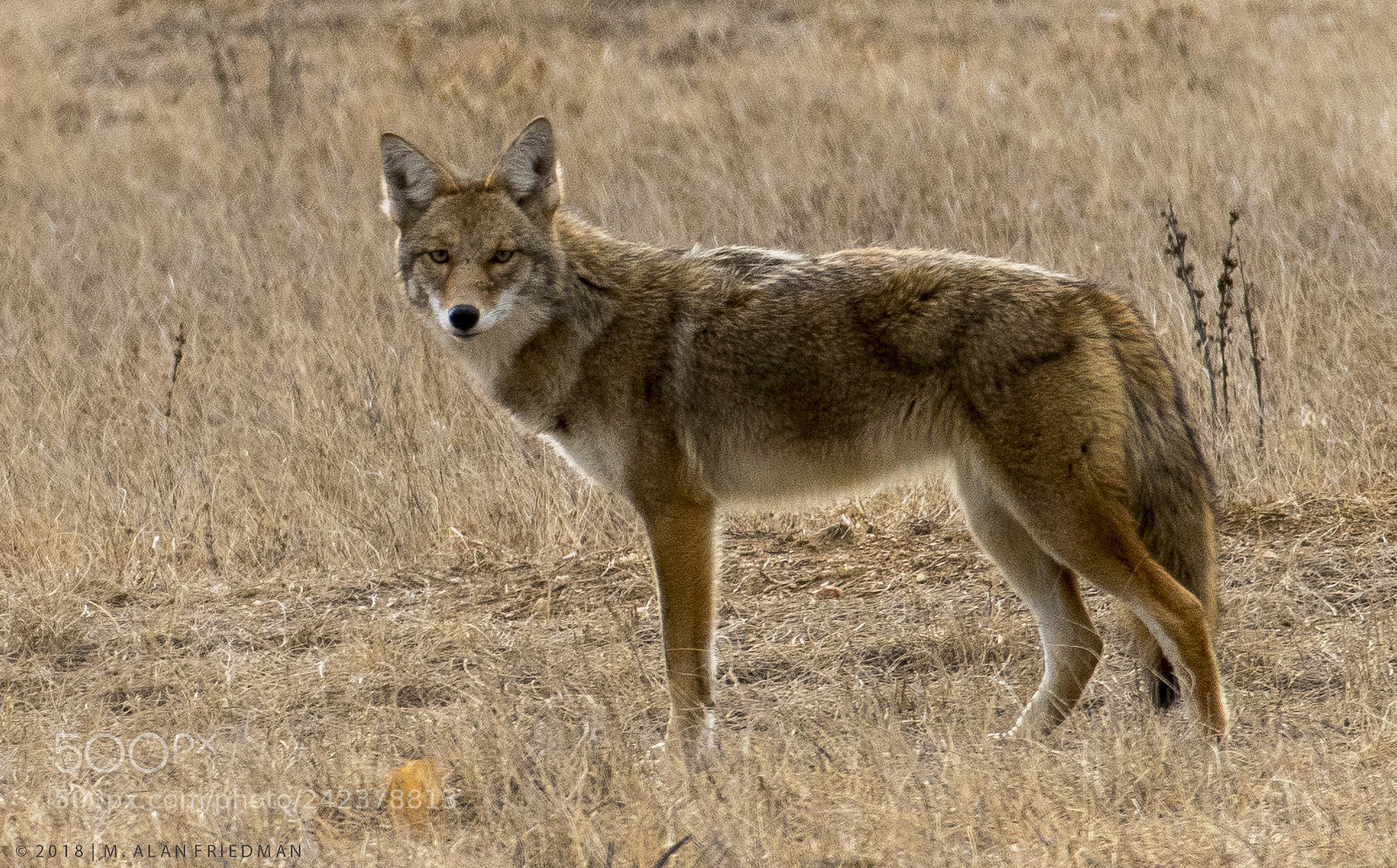 Nikon D500 sample photo. Coyote watching me warily. photography