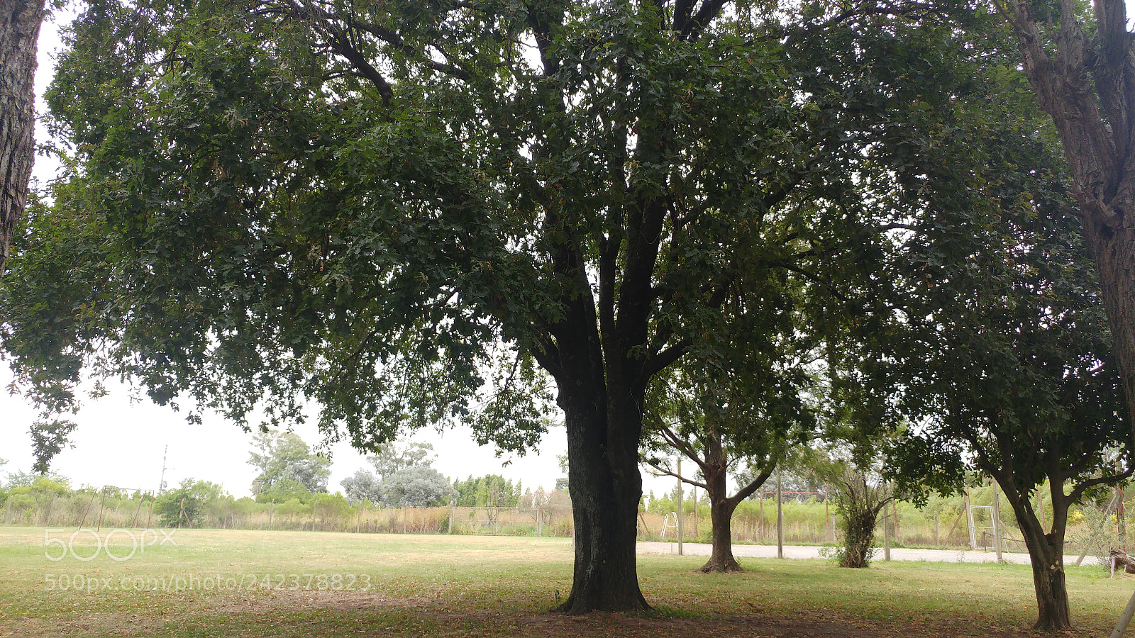 LG G5 sample photo. Arbol photography
