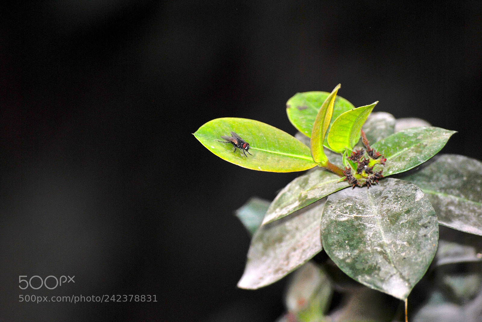 Nikon D3000 sample photo. Hazed photography