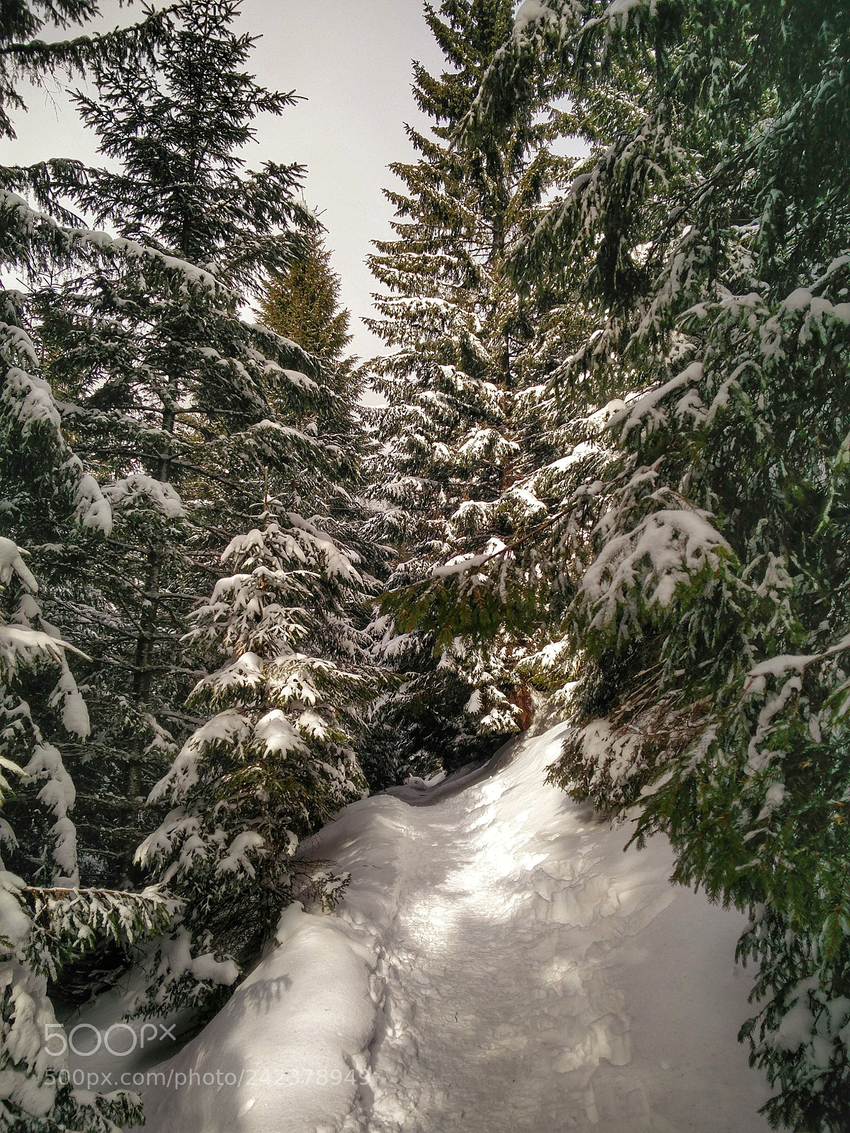 OnePlus 2 sample photo. Forest photography