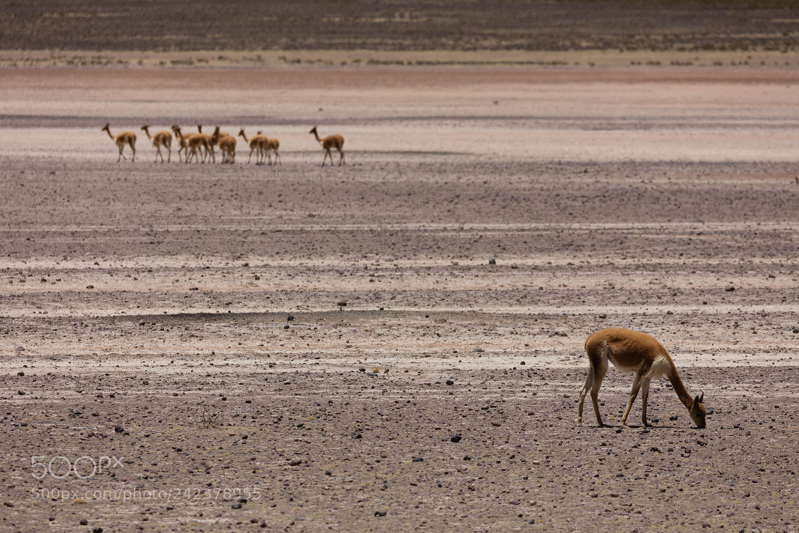 Canon EOS 5DS R sample photo. Lama vikunja (vicugna vicugna) photography