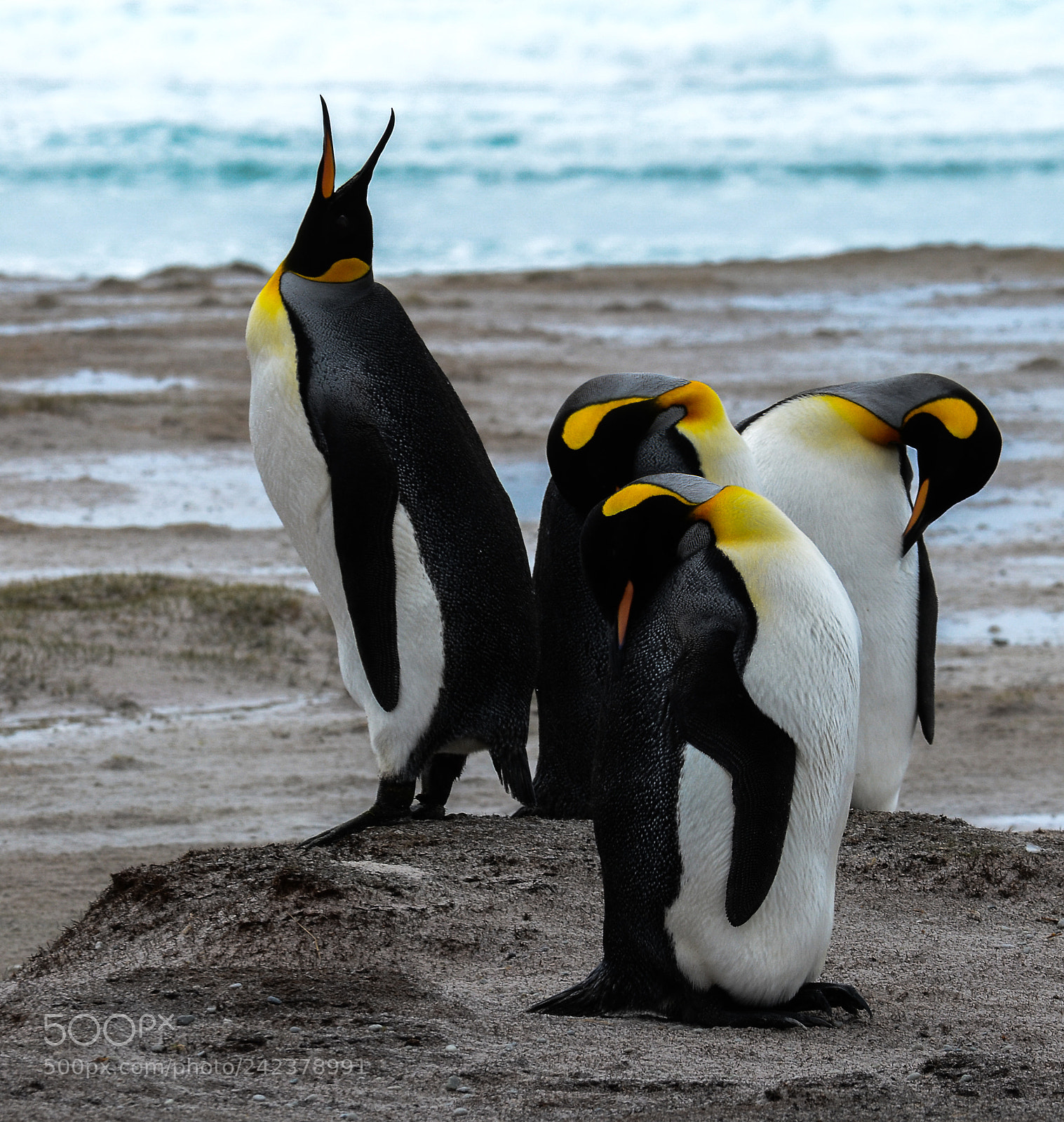 Nikon D3100 sample photo. Islas malvinas photography