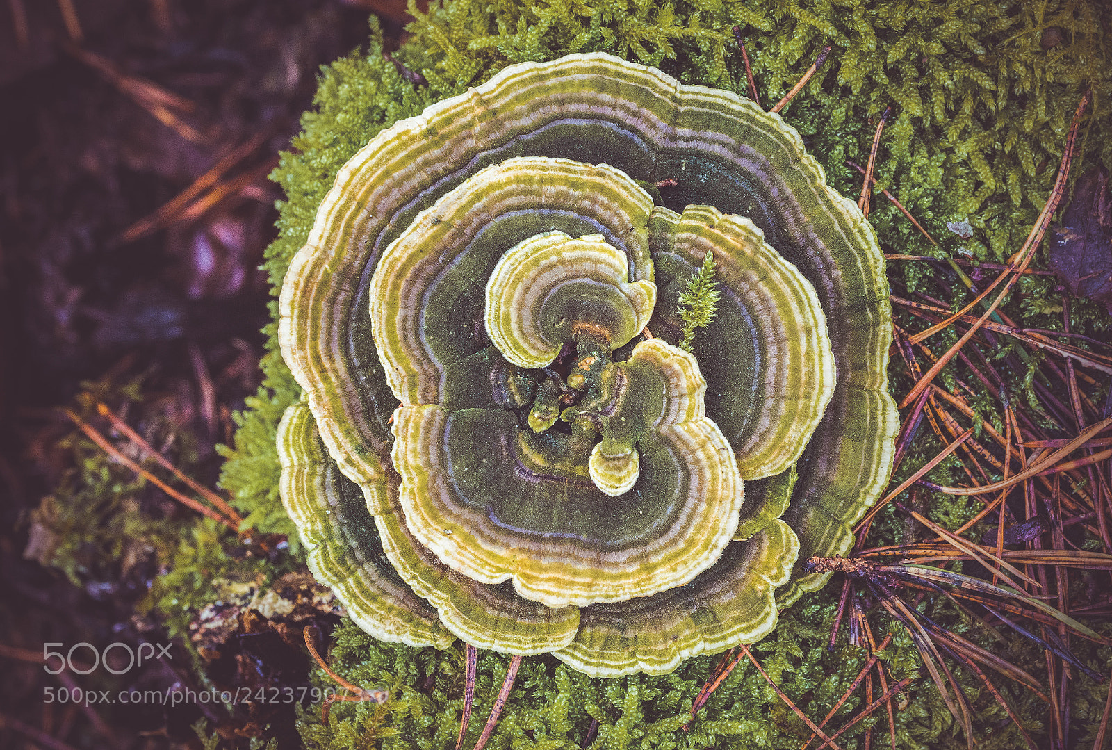 Nikon D7200 sample photo. Humungus fungus photography