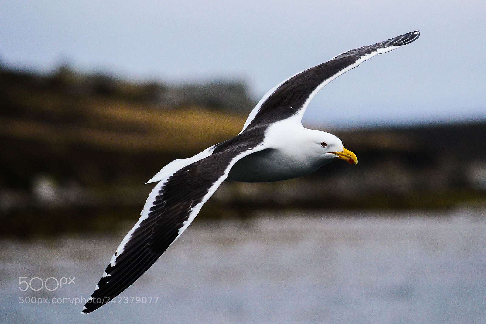 Nikon D3100 sample photo. Islas malvinas photography