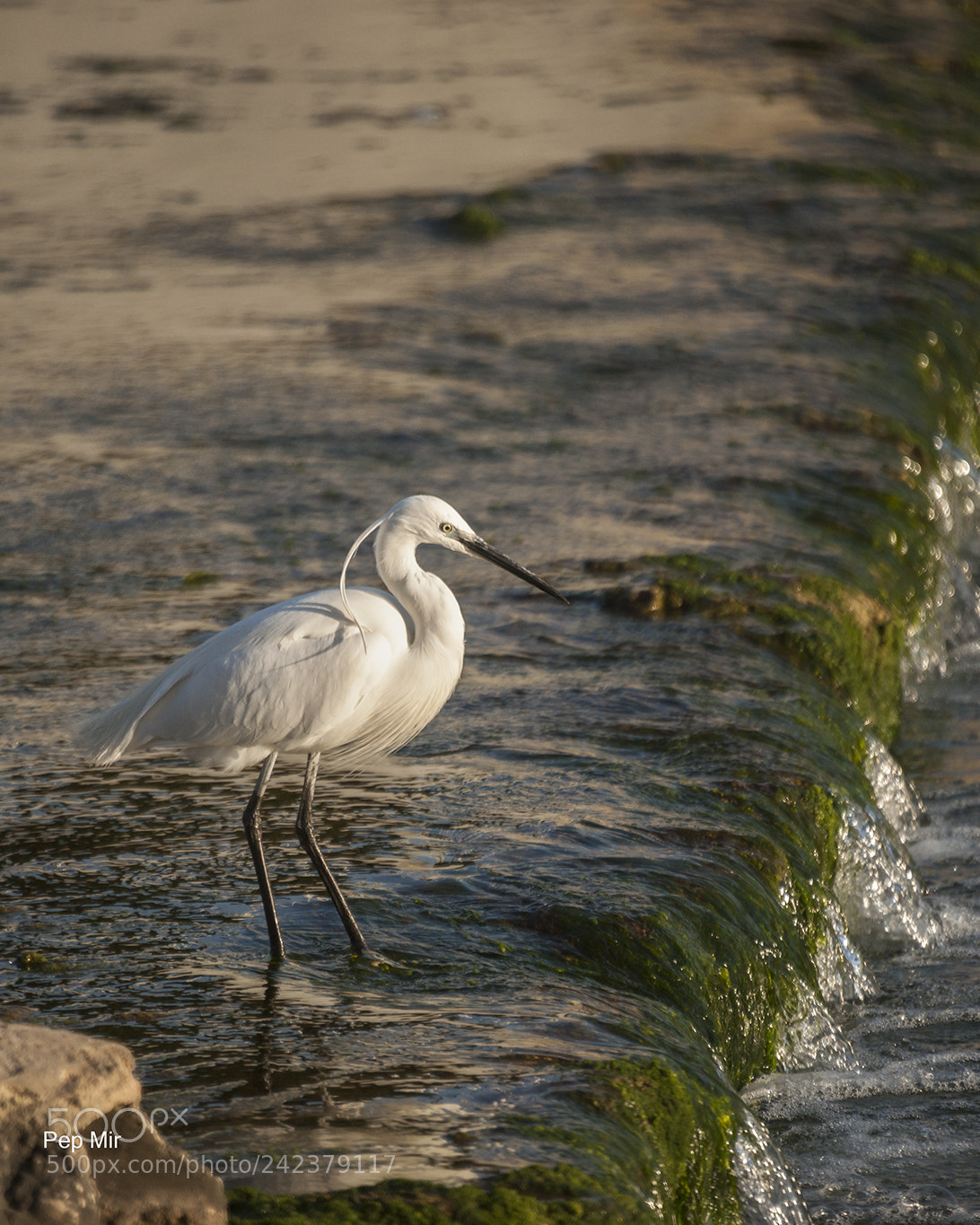 Sony Alpha DSLR-A900 sample photo. Egretta garceta photography