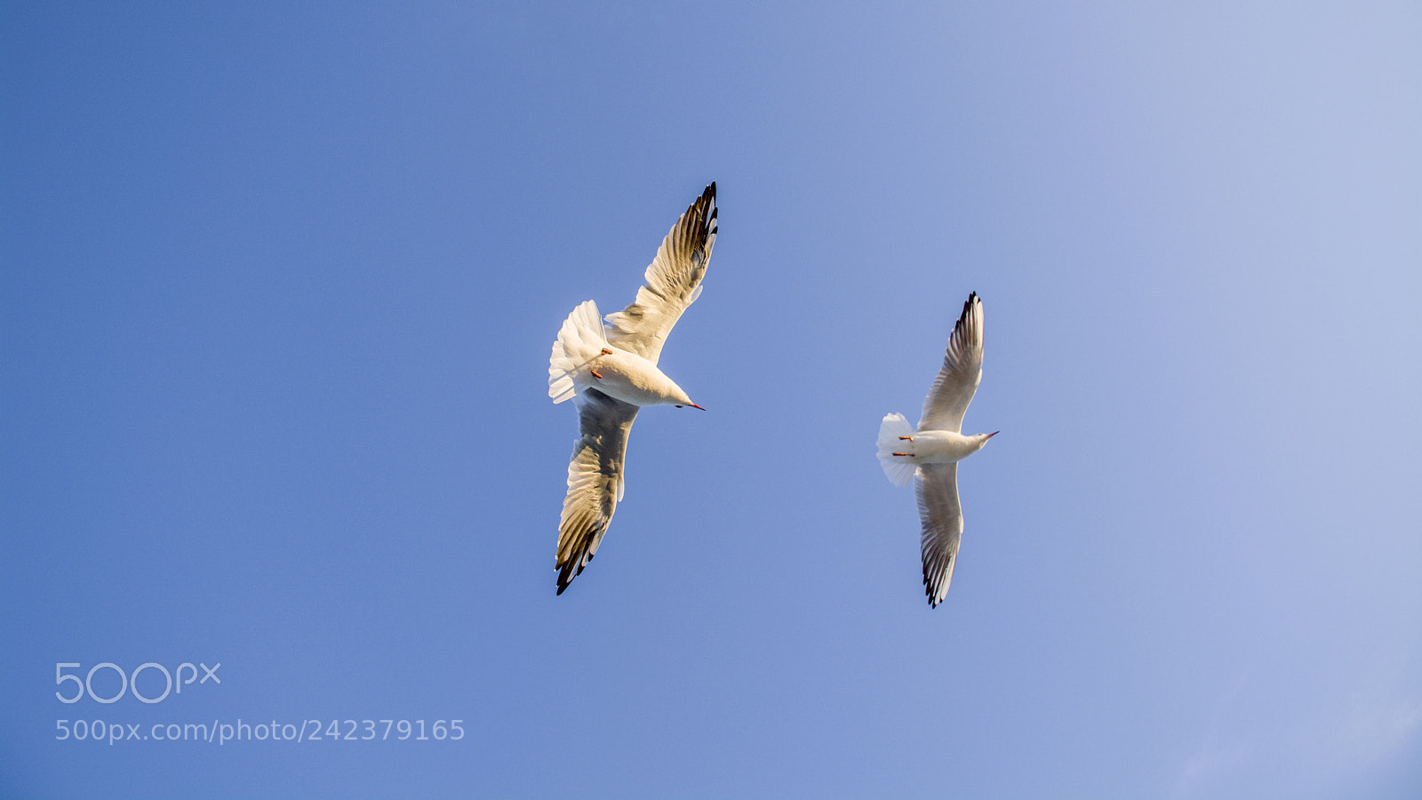 Nikon D5200 sample photo. Seagull are flying in photography