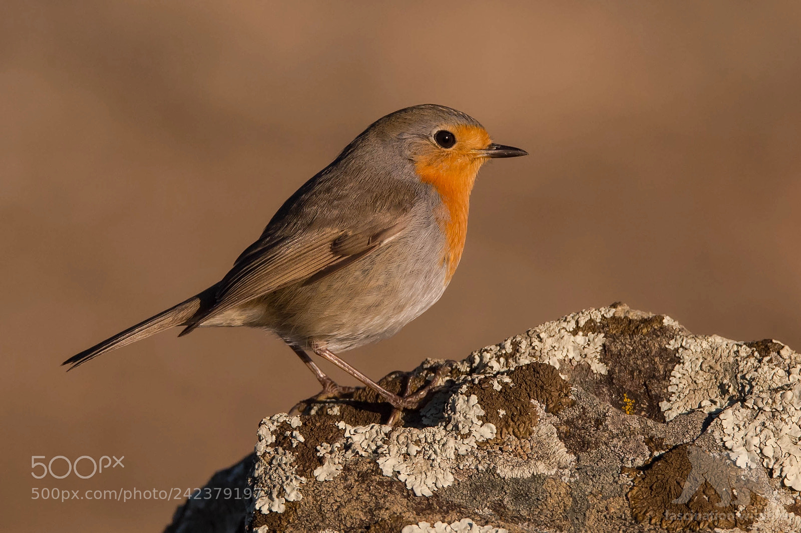 Nikon D4S sample photo. European robin photography