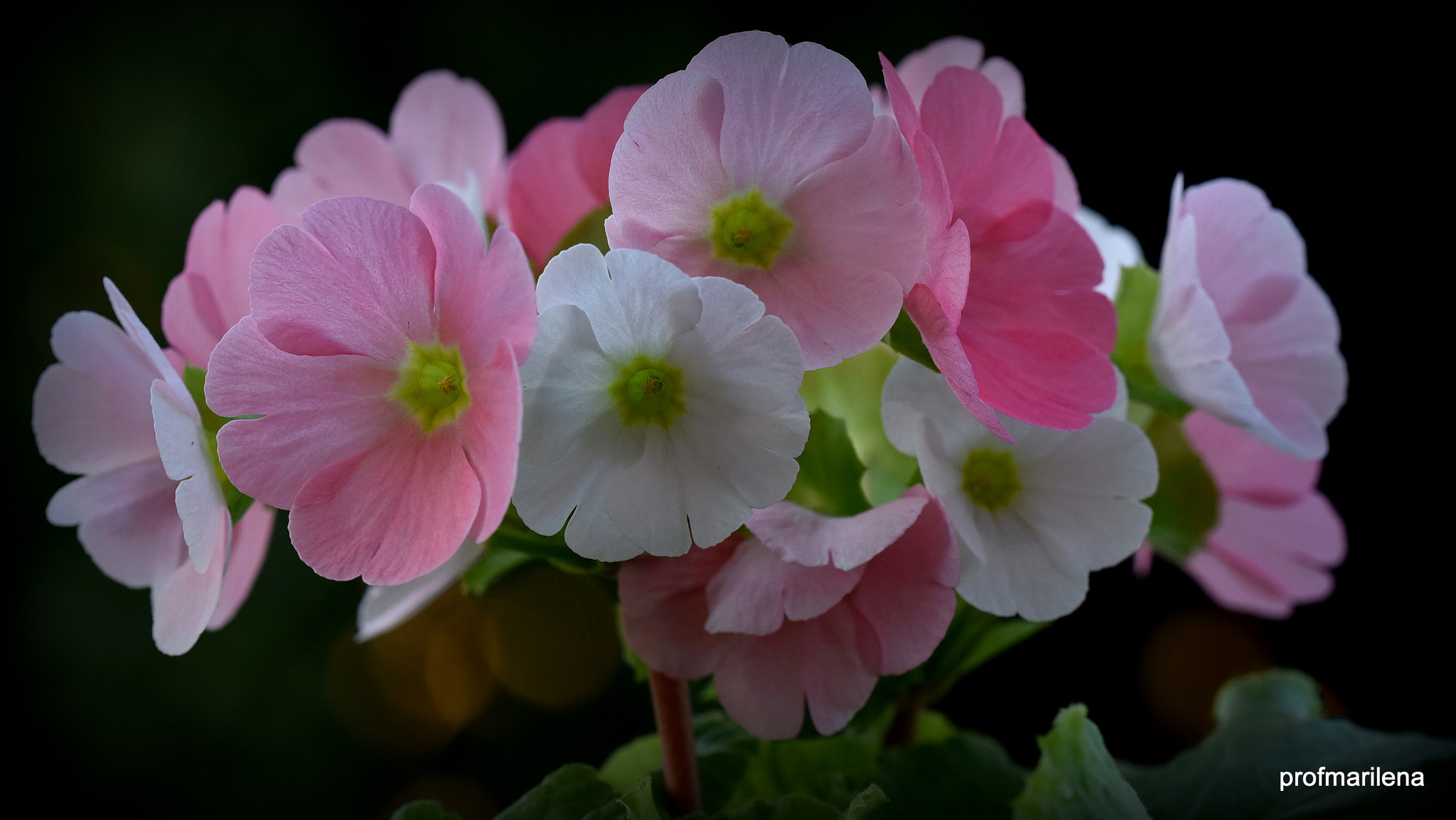 Nikon D810 + Sigma 150mm F2.8 EX DG OS Macro HSM sample photo. Primula obconica photography