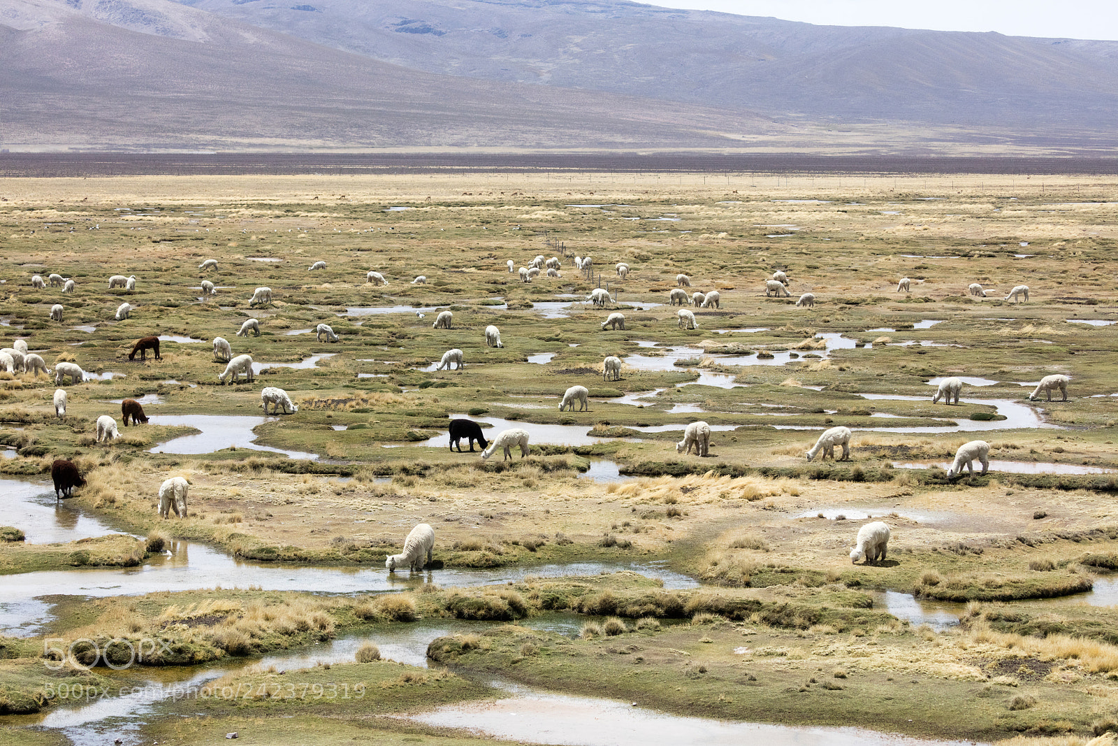Canon EOS 5DS R sample photo. Alpacas in andes photography