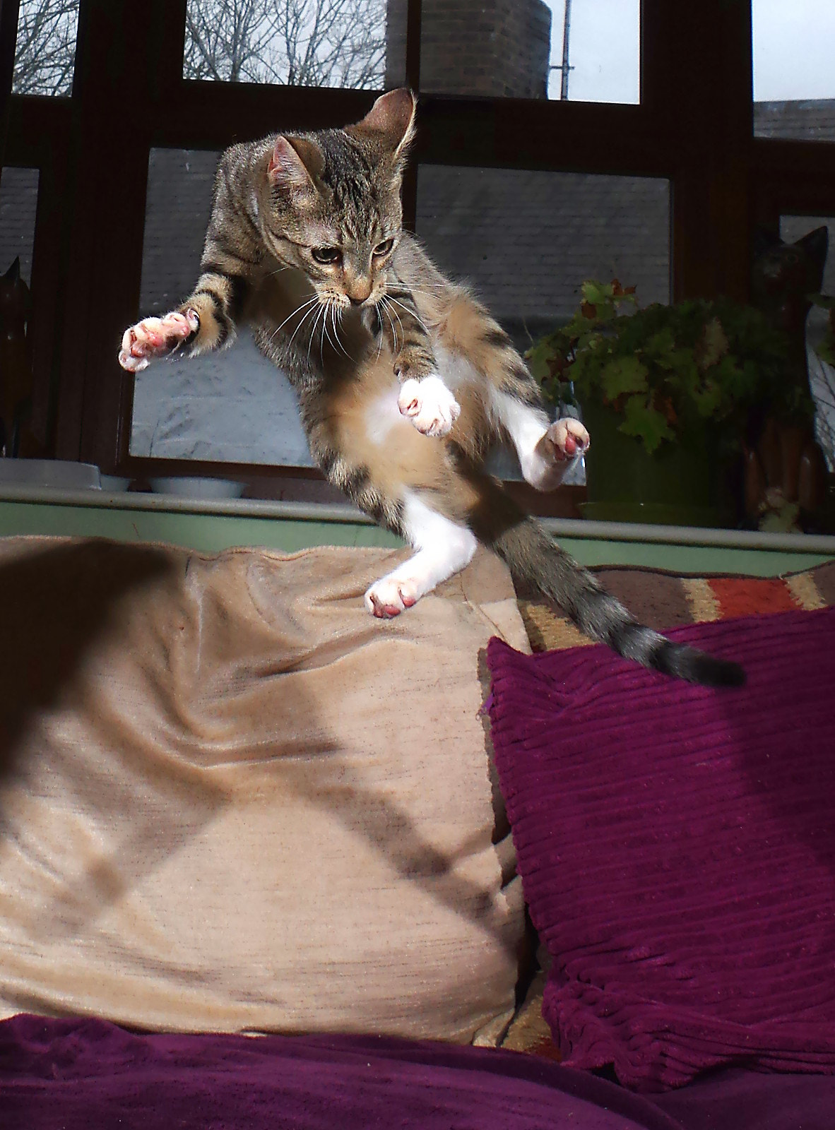 Pentax K-3 sample photo. Kung-fu kitty photography