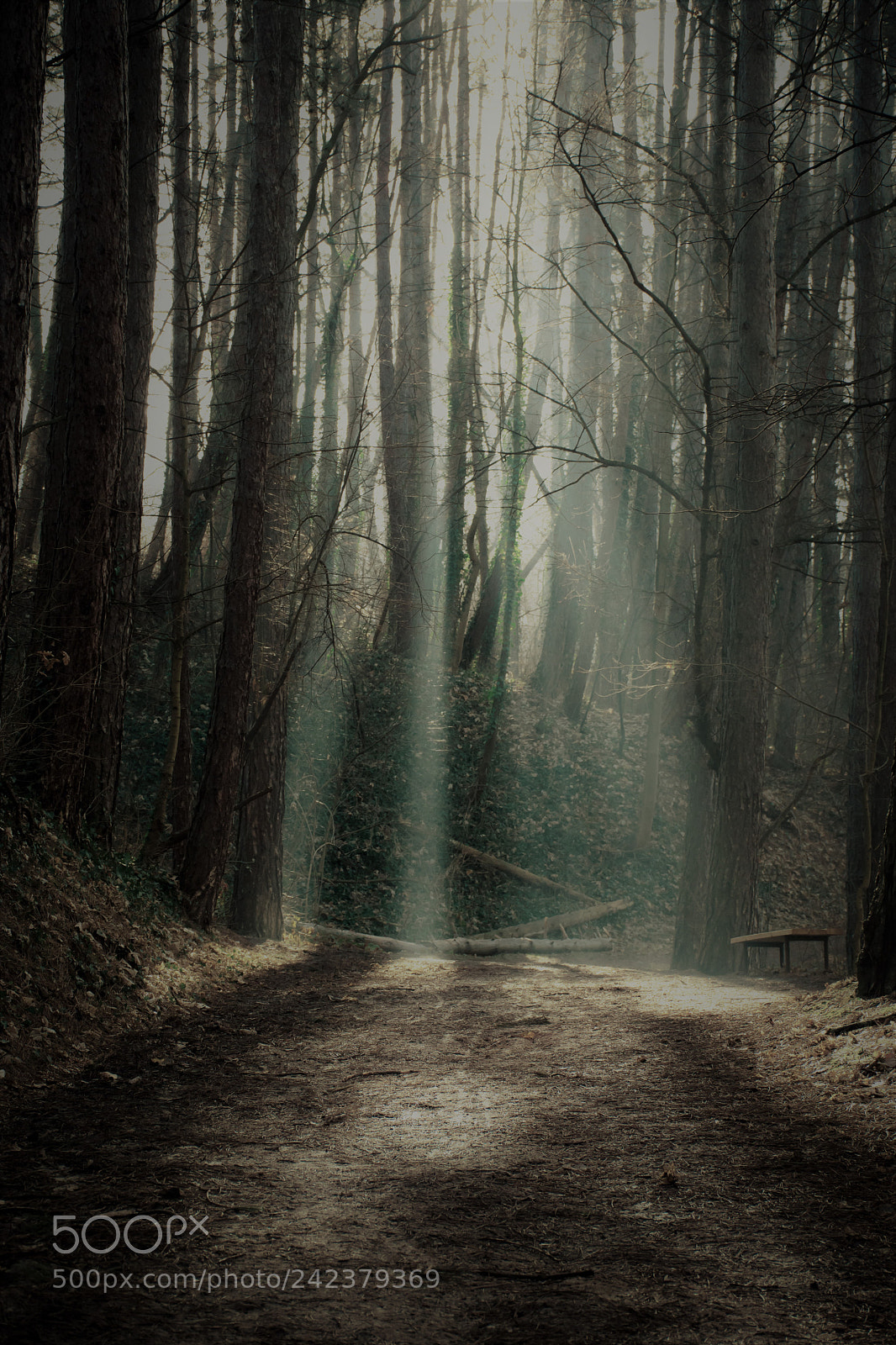 Nikon D7200 sample photo. Foggy morning in the photography