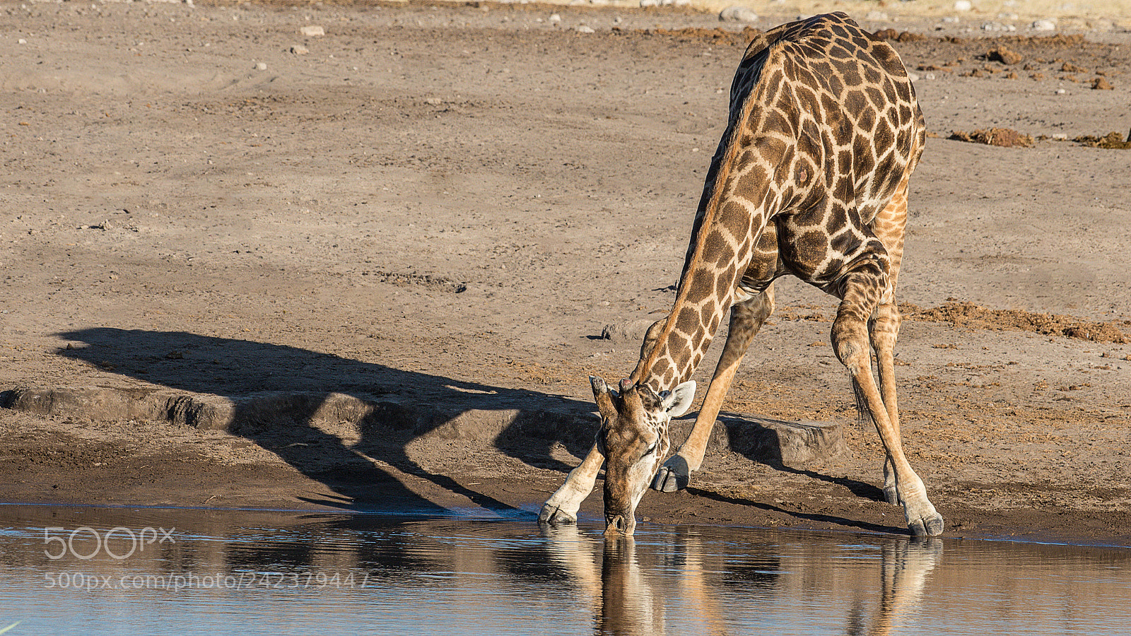 Pentax K-5 II sample photo. Drinking giraffe photography