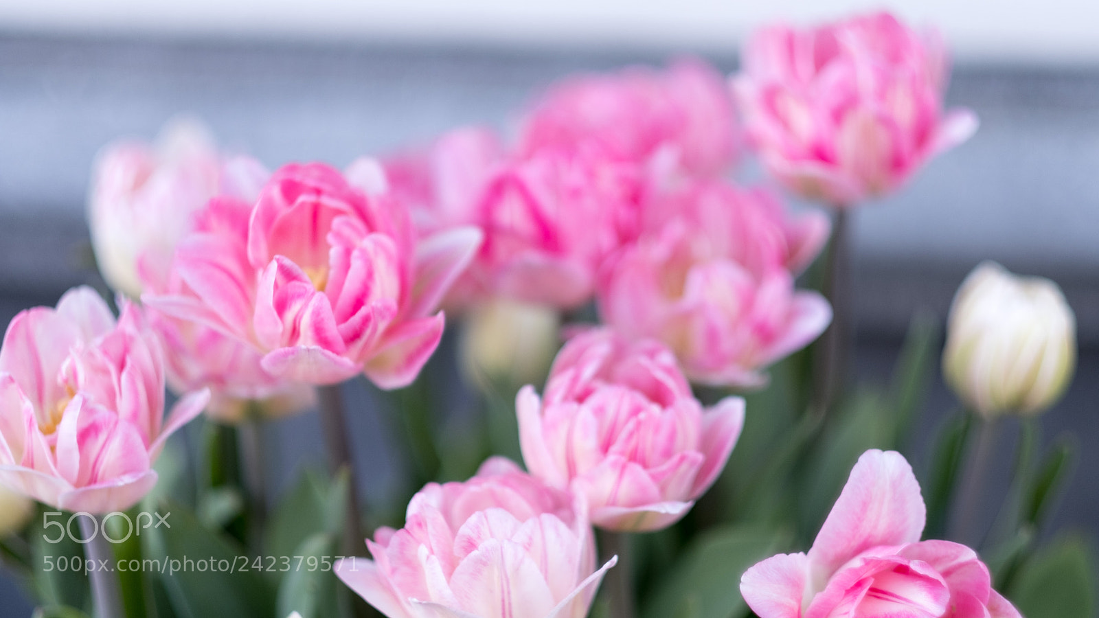 Fujifilm X-Pro2 sample photo. Amsterdam photography