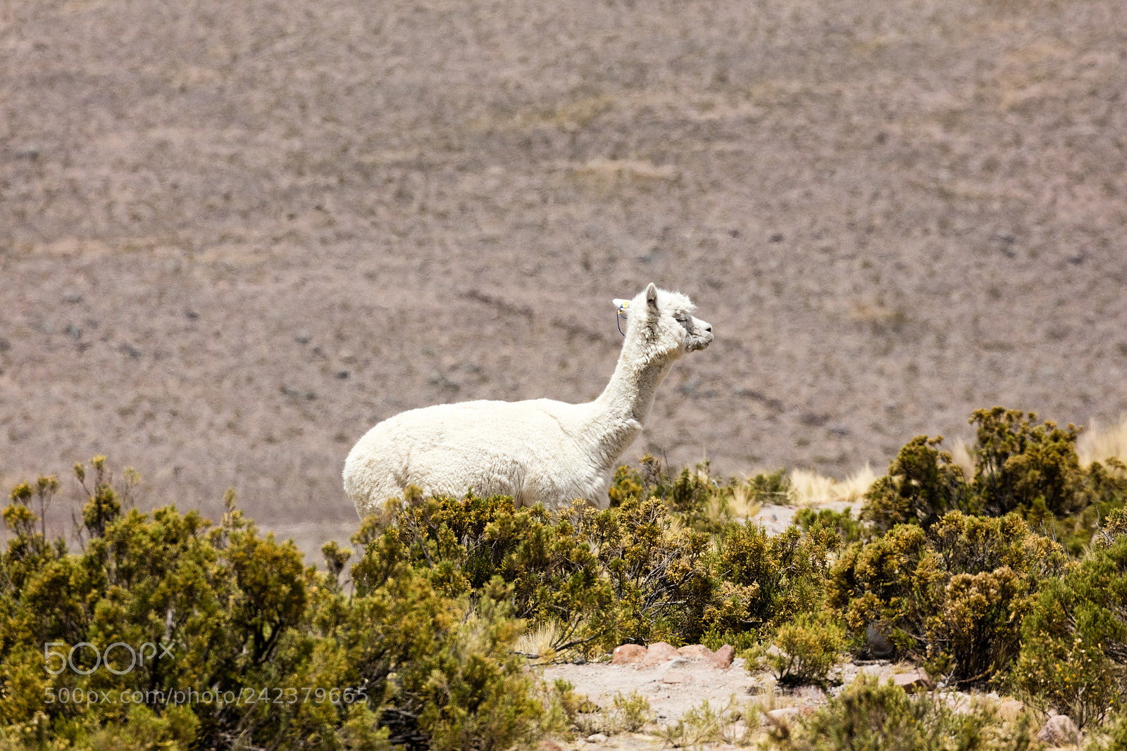 Canon EOS 5DS R sample photo. Alpacas in andes photography