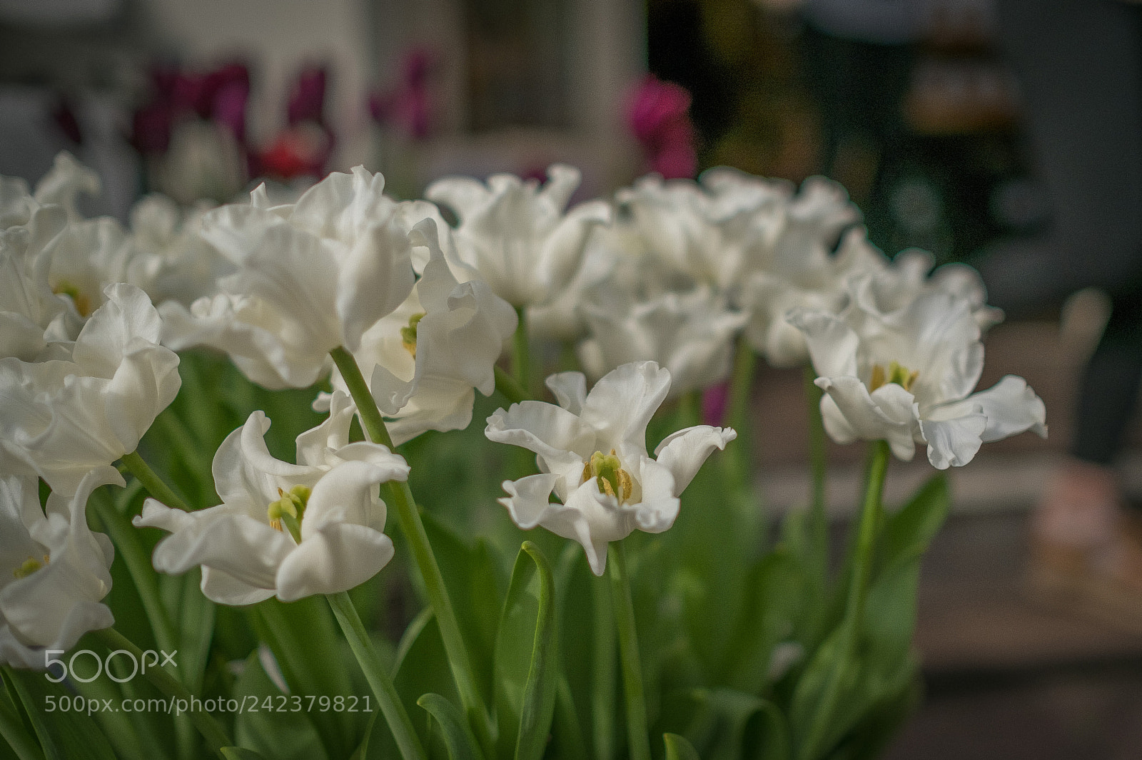 Fujifilm X-Pro2 sample photo. Amsterdam photography