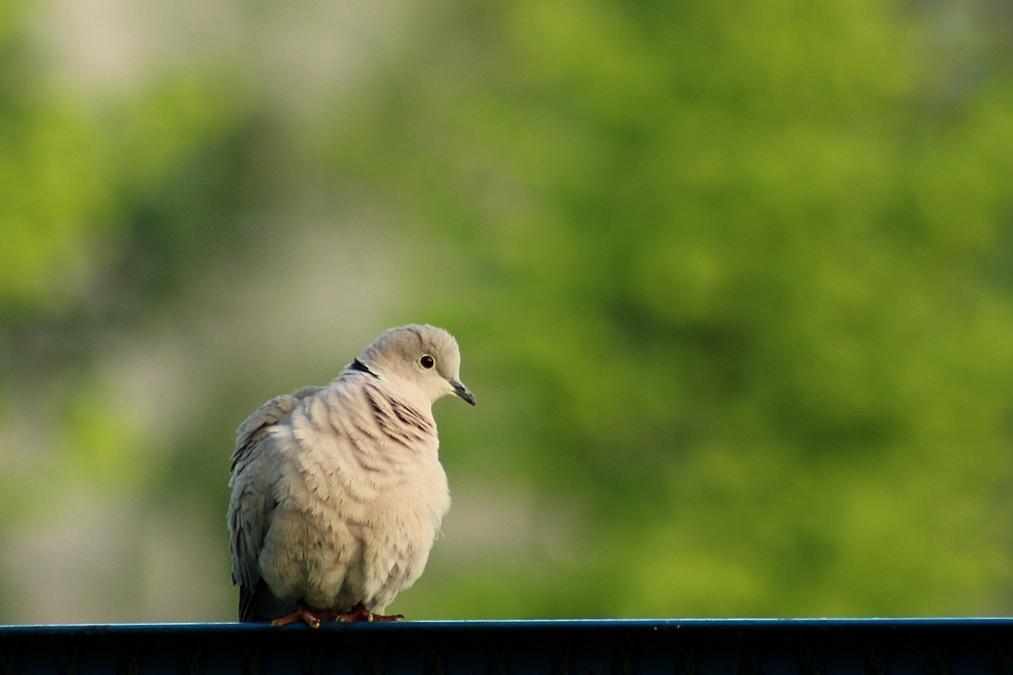 Canon EF 75-300mm f/4-5.6 USM sample photo. Collared dove photography