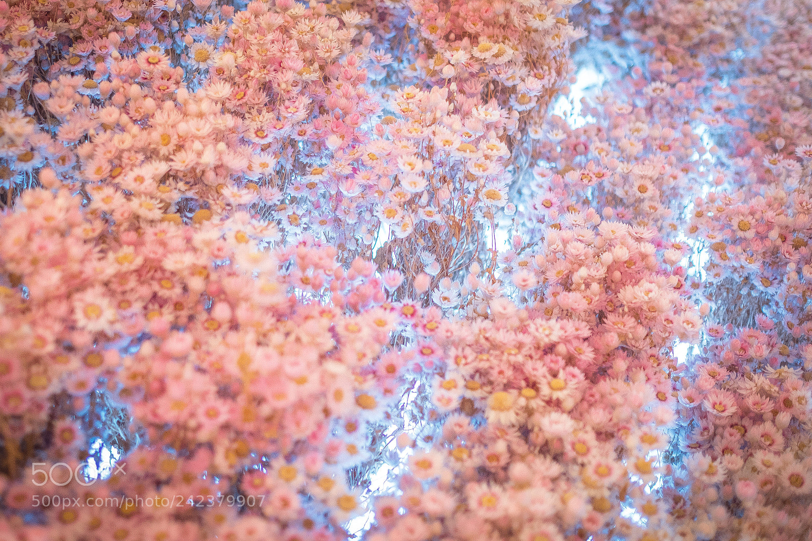 Fujifilm X-Pro2 sample photo. Amsterdam photography