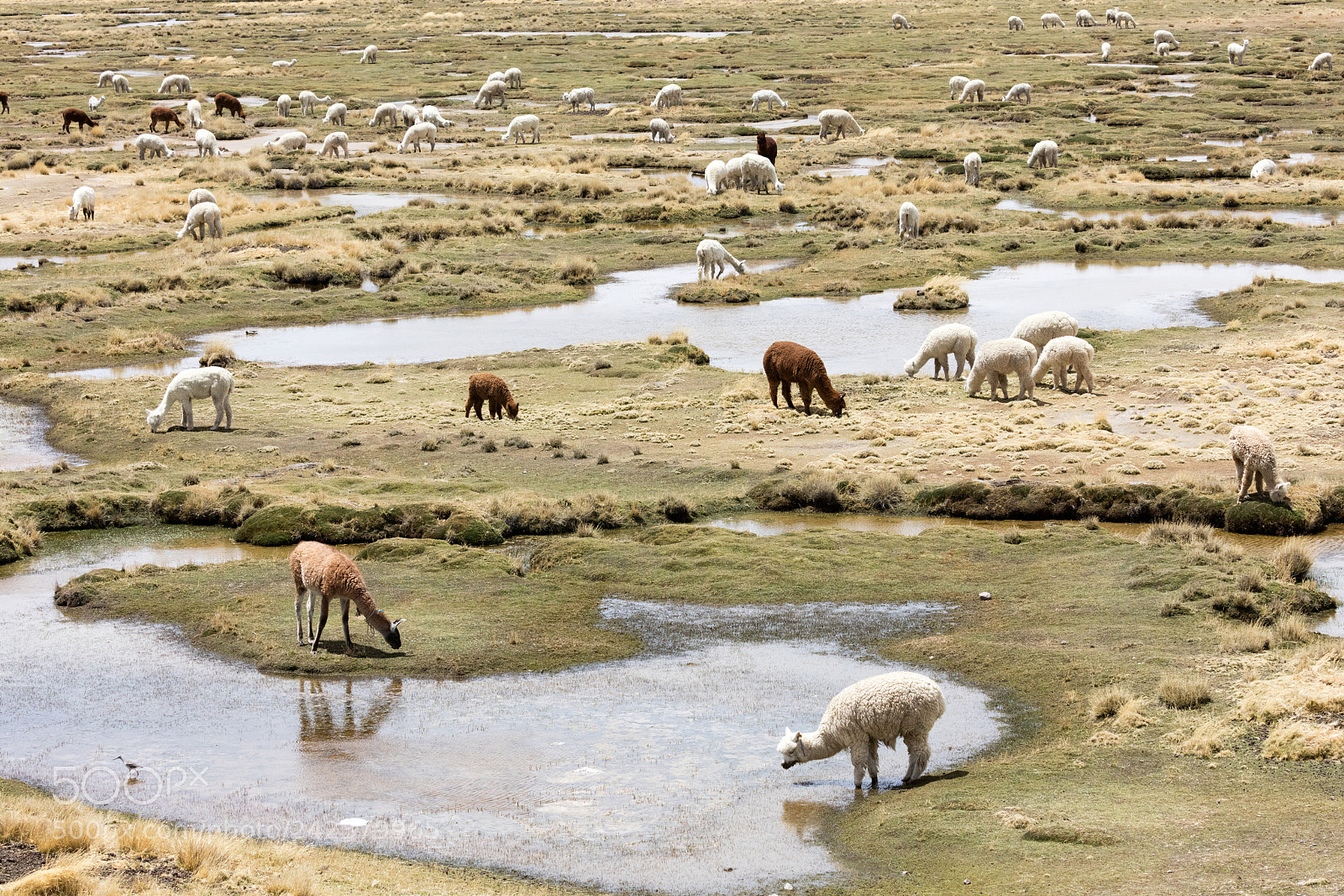 Canon EOS 5DS R sample photo. Alpacas in andes photography