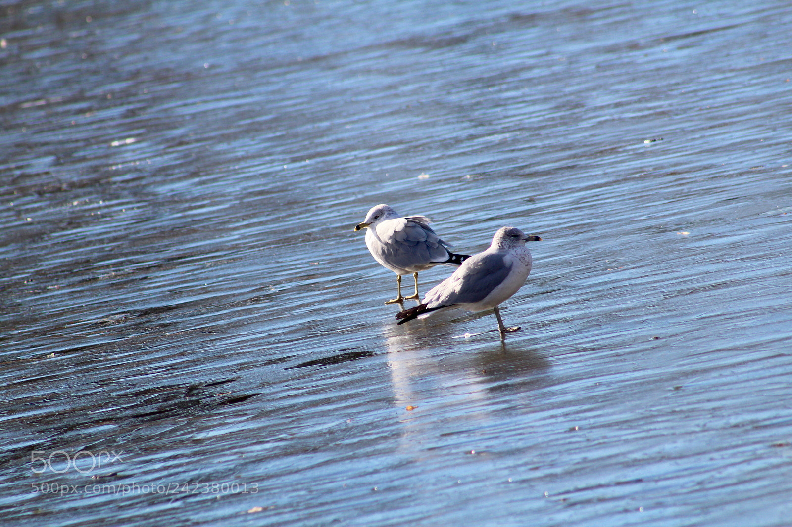 Canon EOS 1300D (EOS Rebel T6 / EOS Kiss X80) sample photo. Two seagulls on frozen photography