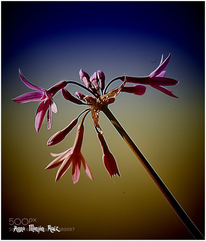 Canon EOS 5D sample photo. Girona, temps de flors photography