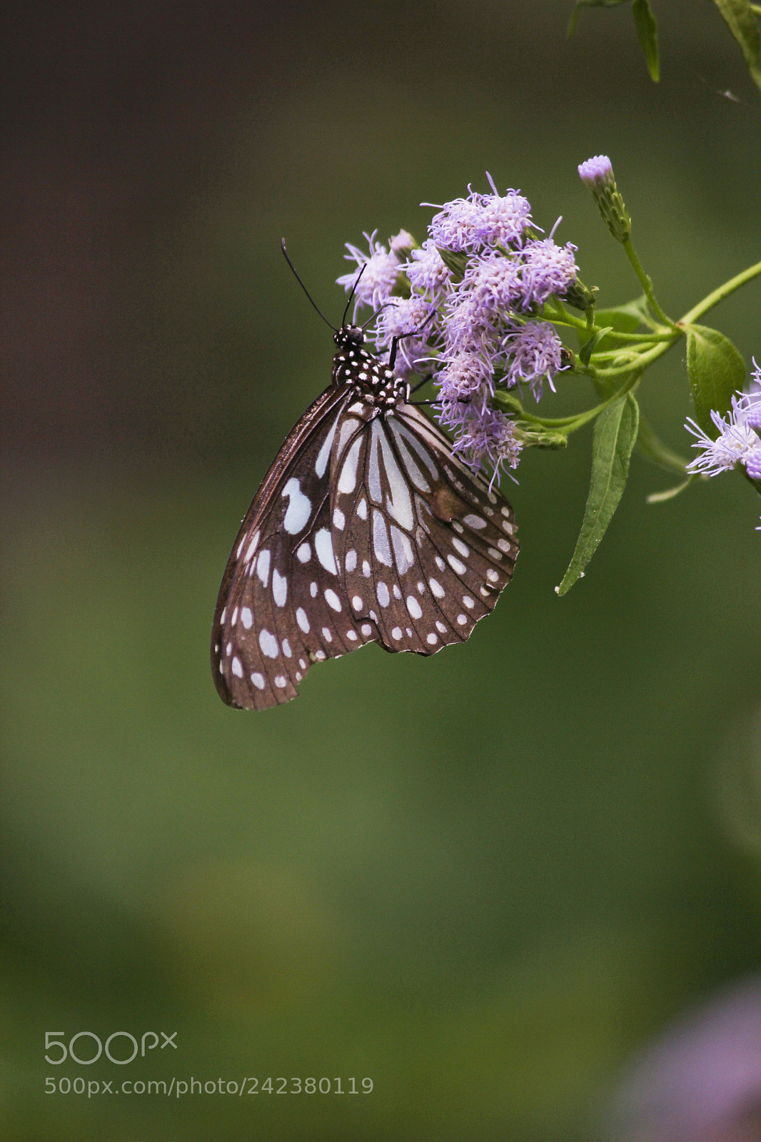 Canon EOS 550D (EOS Rebel T2i / EOS Kiss X4) sample photo. Butterfly photography