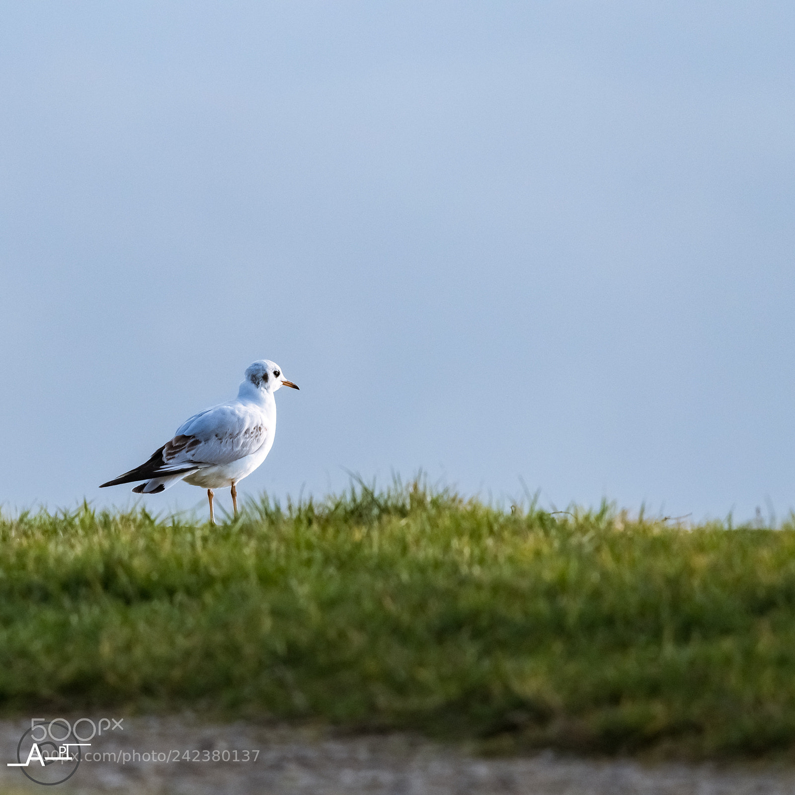 Nikon D500 sample photo. Mouette rieuse photography