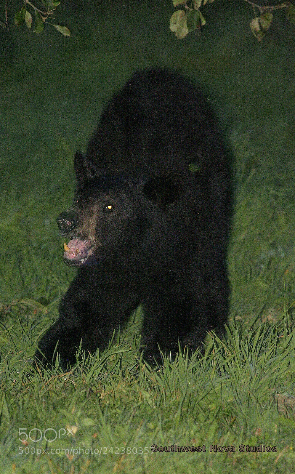 Canon EOS 350D (EOS Digital Rebel XT / EOS Kiss Digital N) sample photo. Black bear cub photography