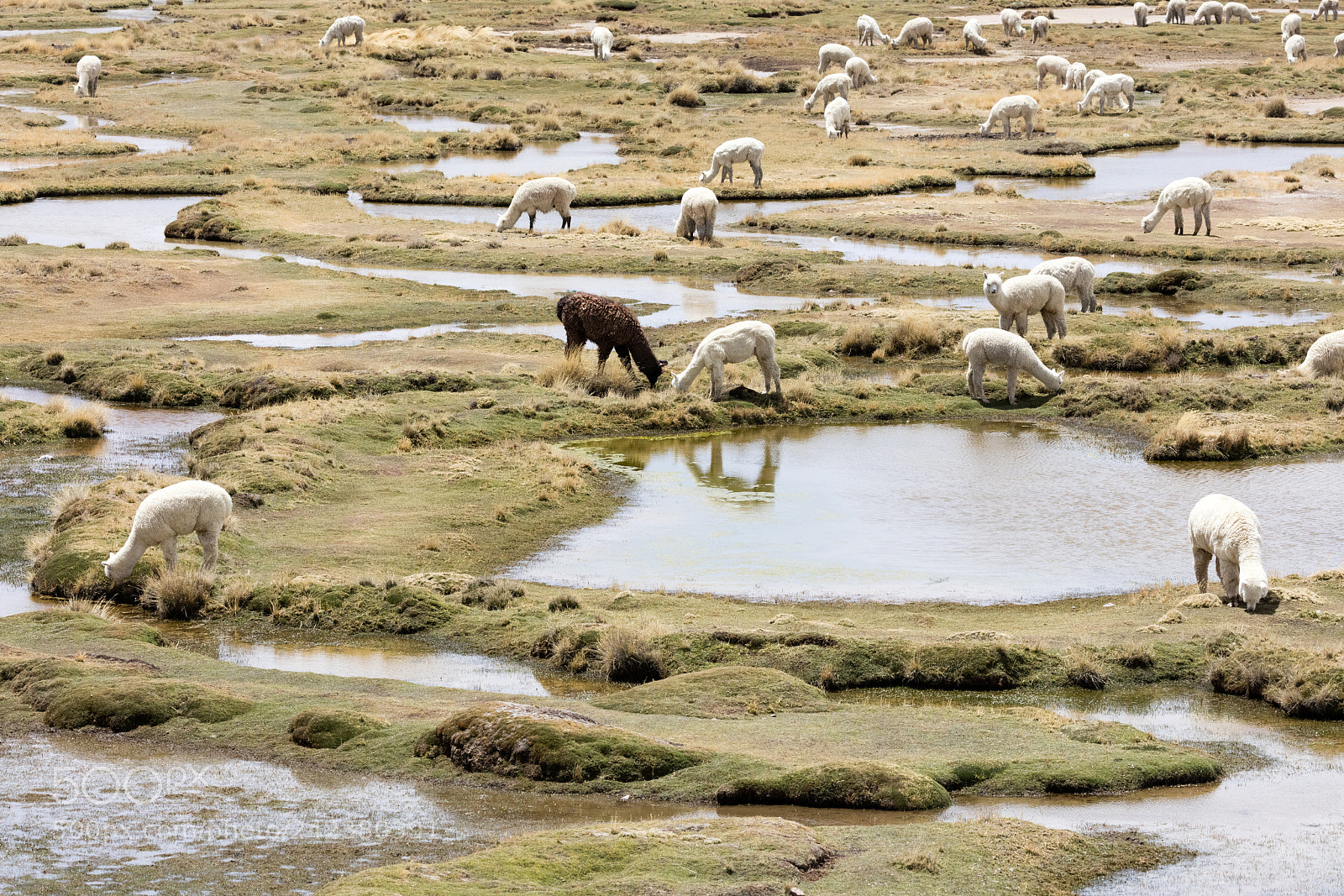 Canon EOS 5DS R sample photo. Alpacas in andes photography