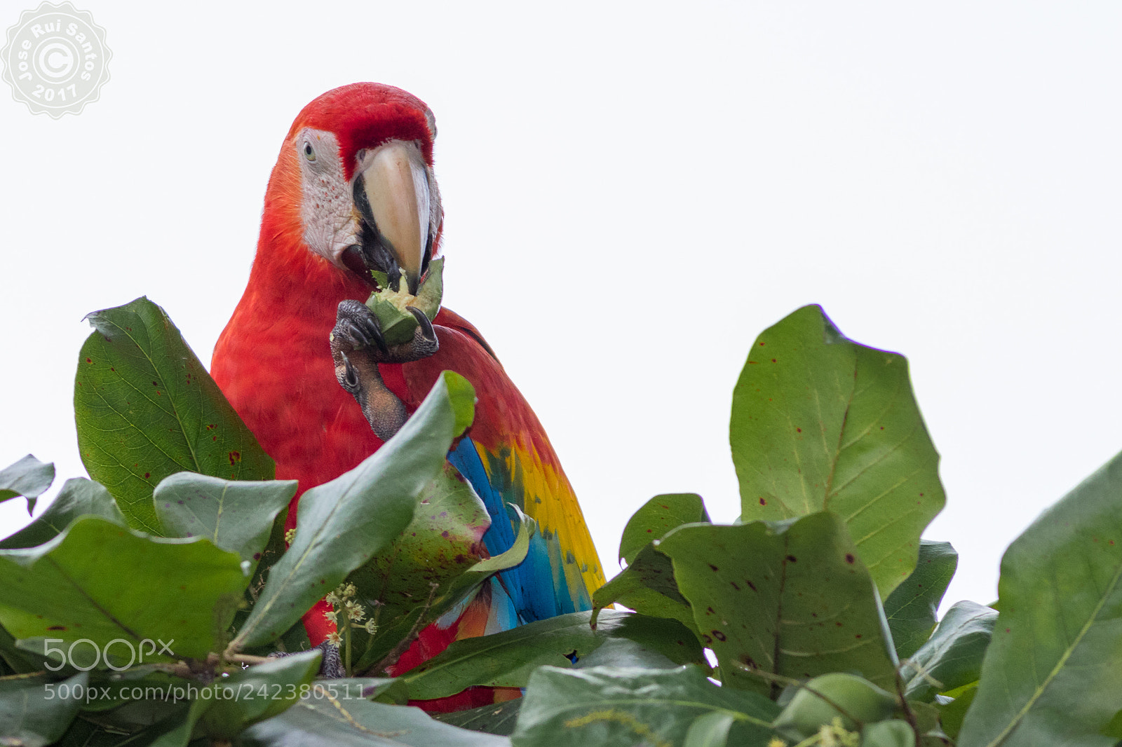 Canon EOS 7D Mark II sample photo. Scarlet macaw photography