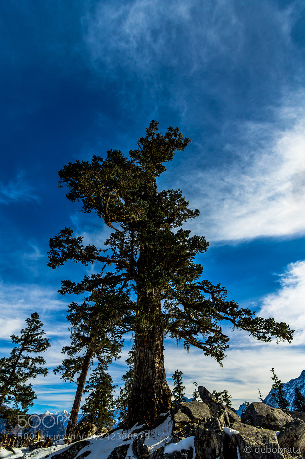 Nikon D7200 sample photo. Standing tall photography