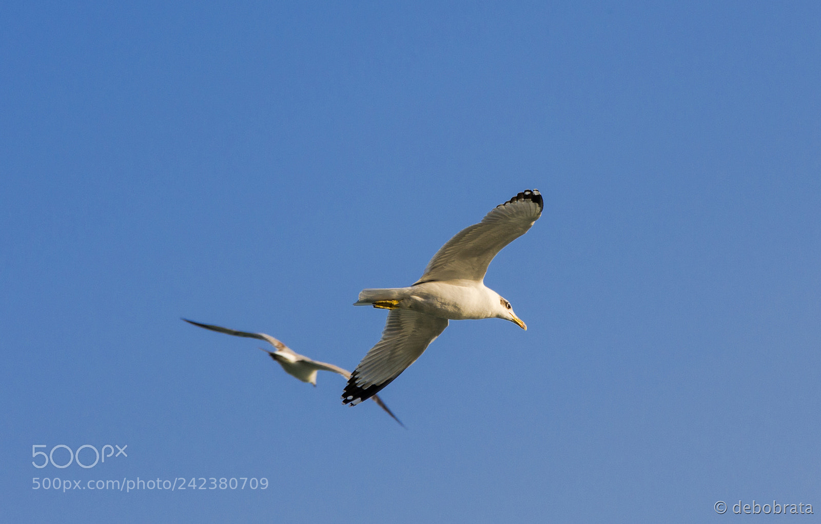 Nikon D7200 sample photo. Roaming together photography