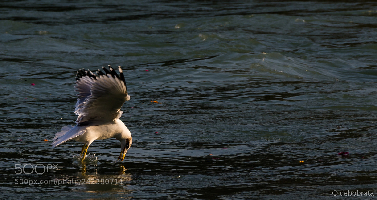 Nikon D7200 sample photo. Having lunch photography