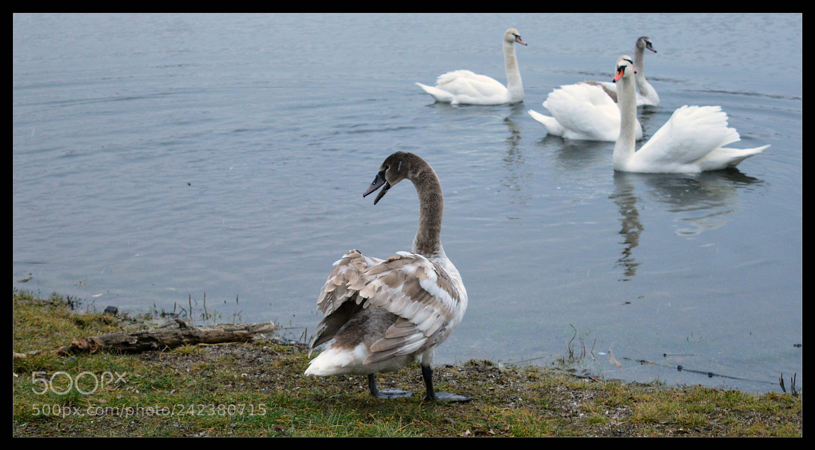 Nikon D3200 sample photo. Swans photography