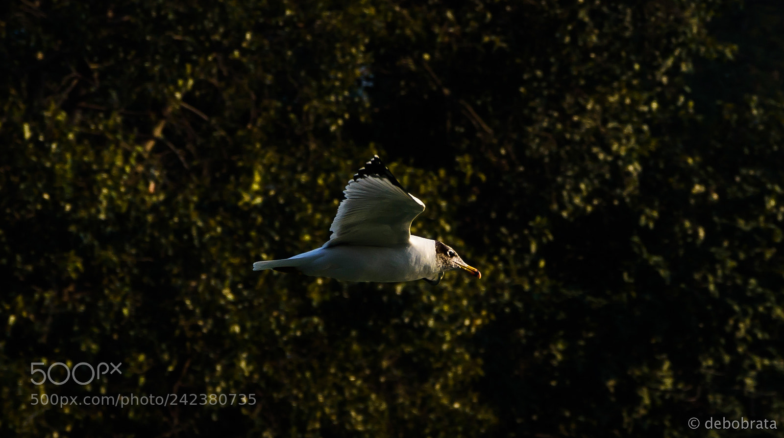 Nikon D7200 sample photo. Flight mode photography