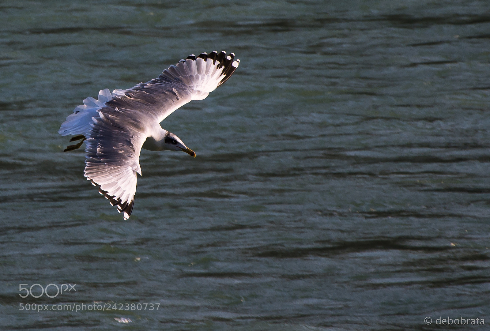 Nikon D7200 sample photo. Target acquired photography