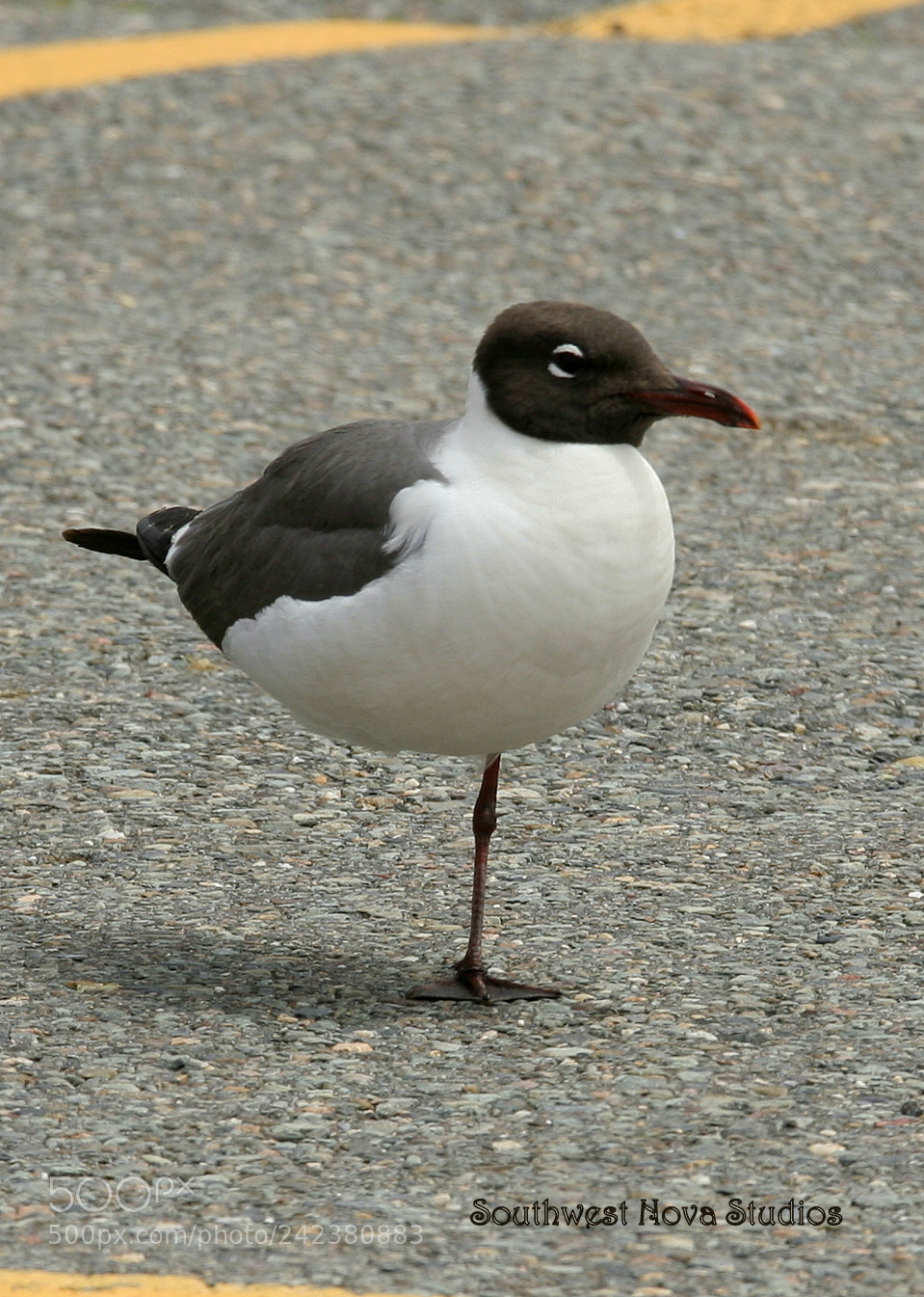 Canon EOS 350D (EOS Digital Rebel XT / EOS Kiss Digital N) sample photo. Laughing gulls photography