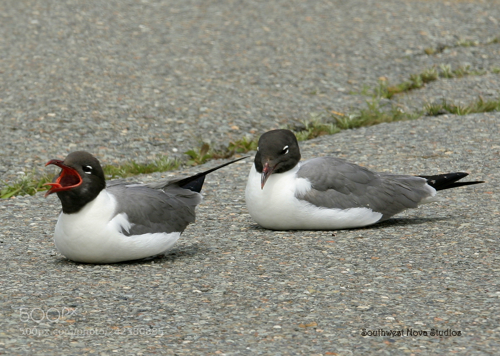 Canon EOS 350D (EOS Digital Rebel XT / EOS Kiss Digital N) sample photo. Laughing gulls photography