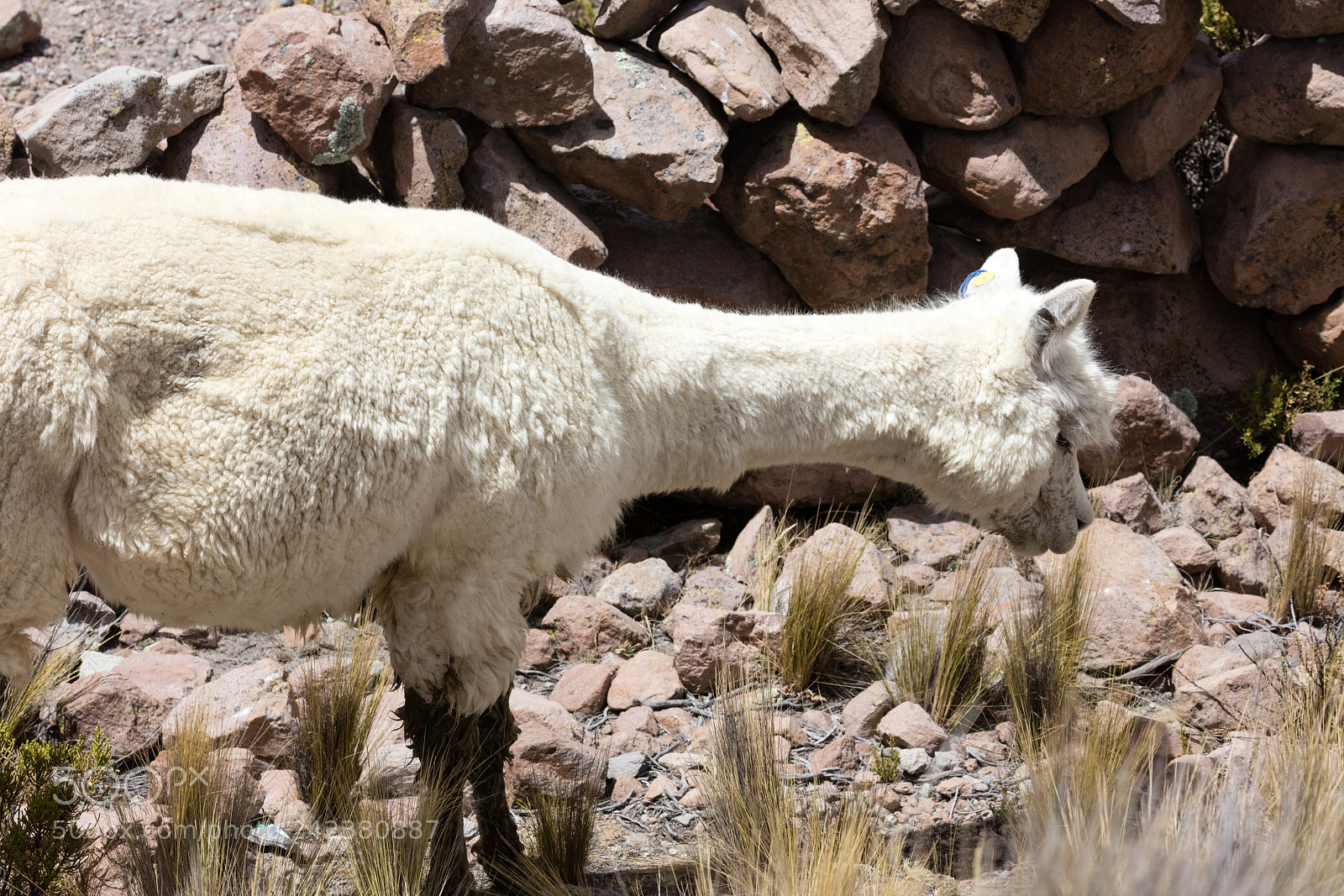 Canon EOS 5DS R sample photo. Alpacas in andes photography