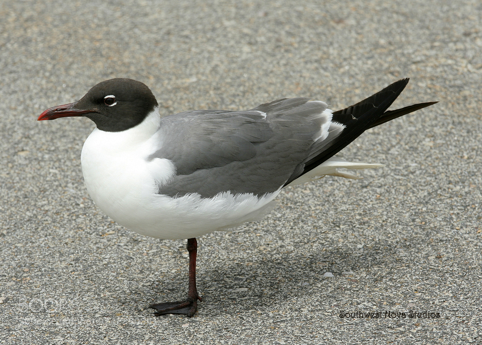 Canon EOS 350D (EOS Digital Rebel XT / EOS Kiss Digital N) sample photo. Laughing gulls photography