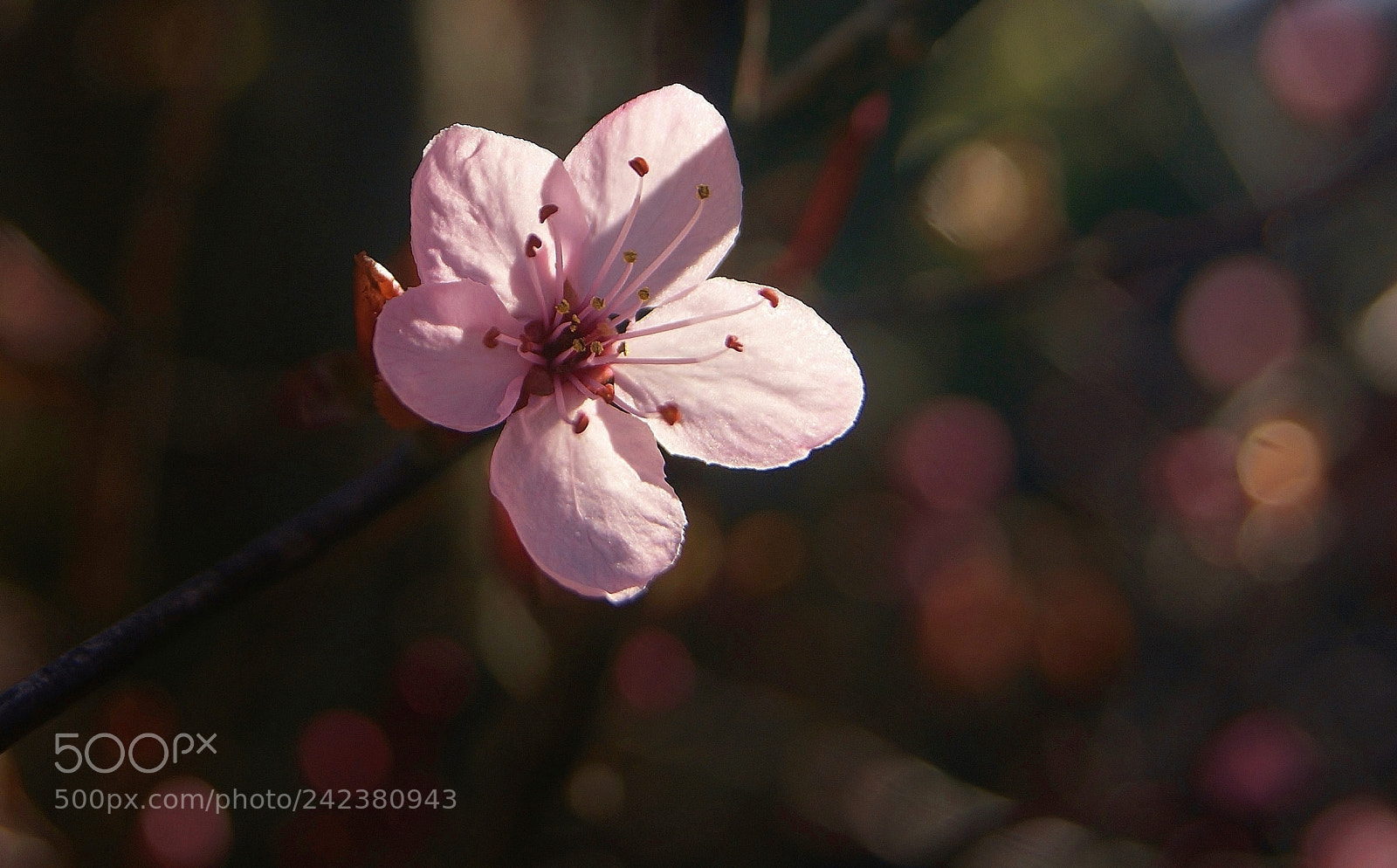 Sony Alpha DSLR-A380 sample photo. Pink plum blossom memory ... photography